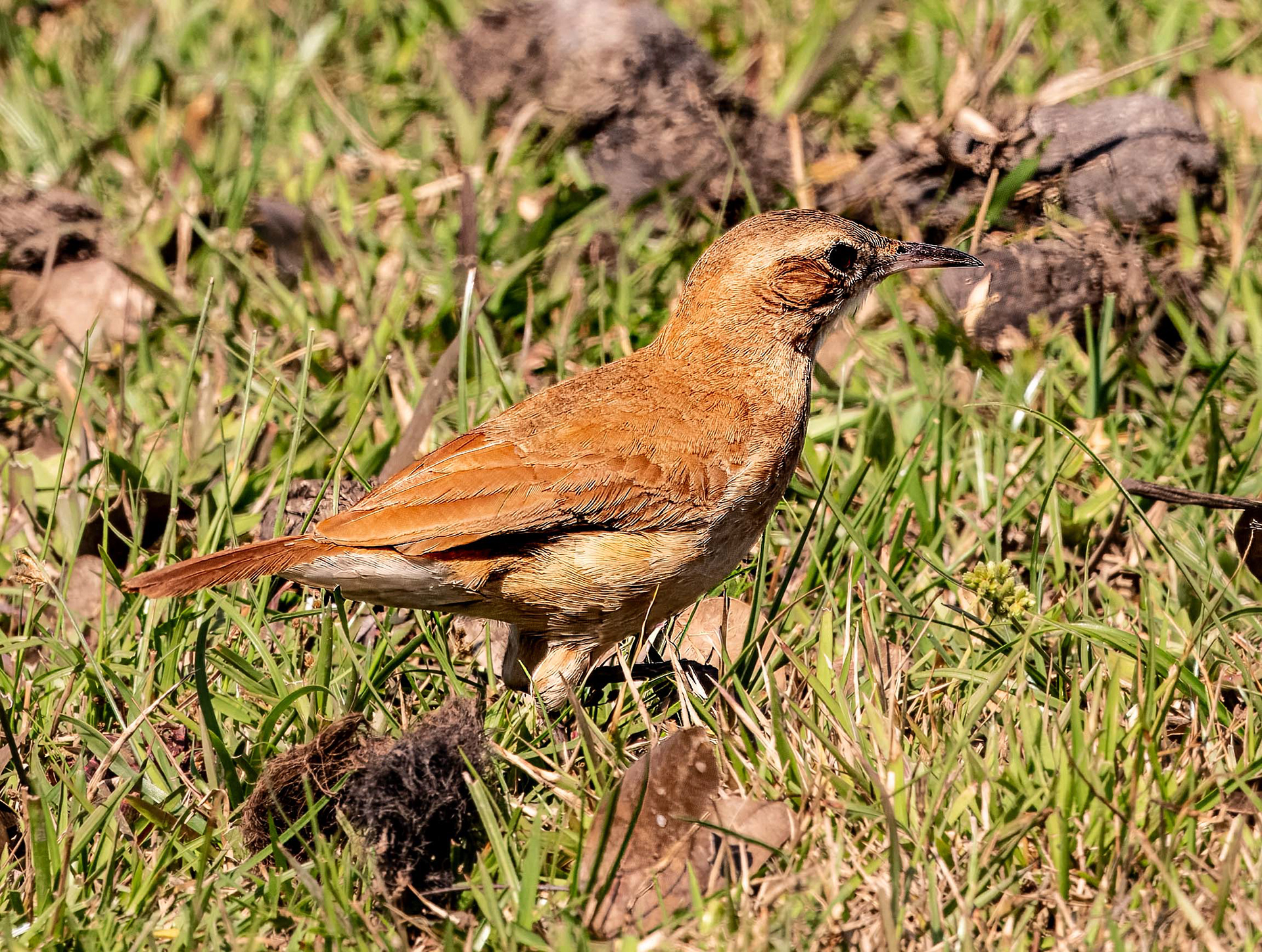 Rufous Hornero