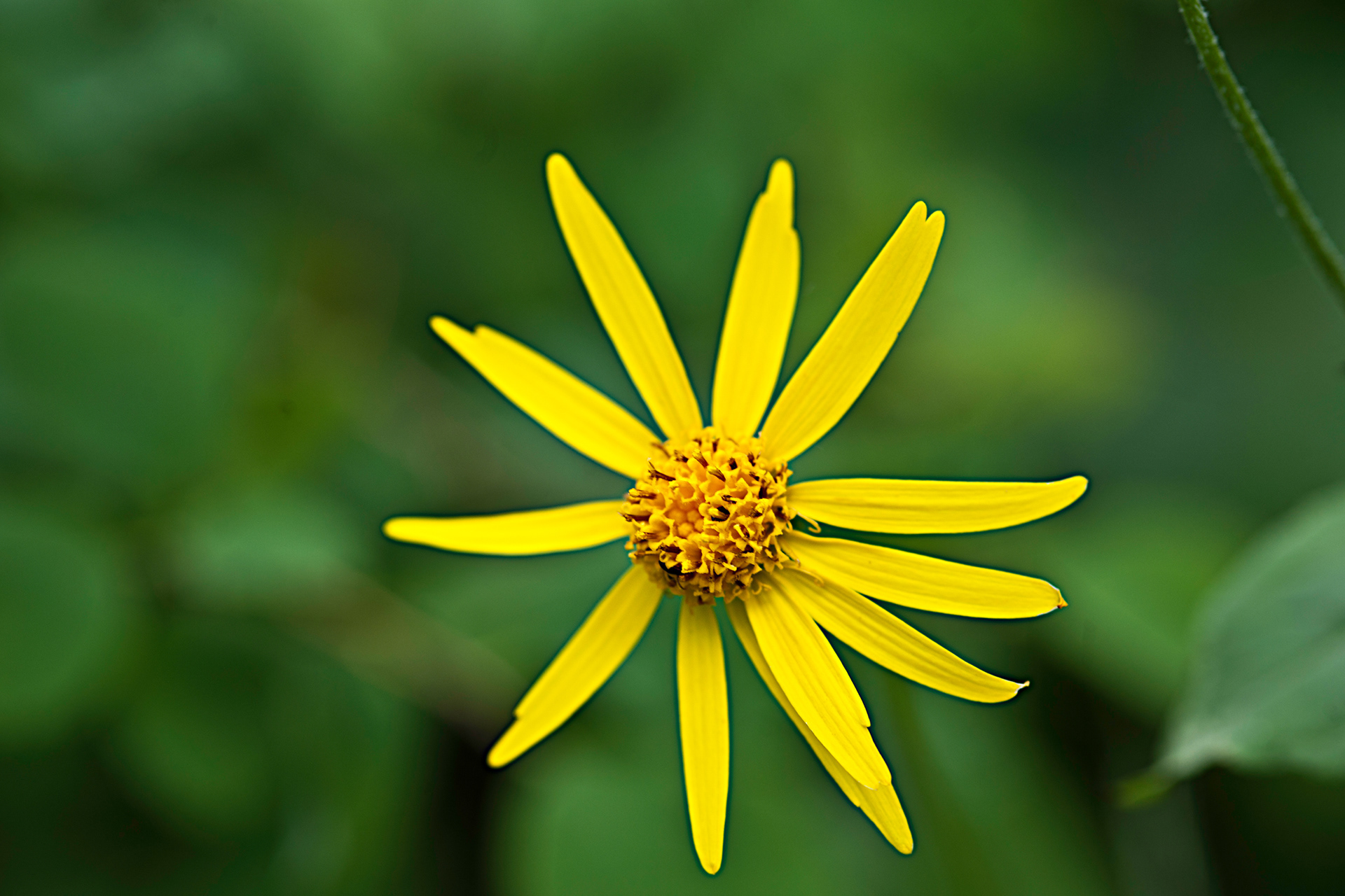 Moraine Groundsel (Senecio fremontii)