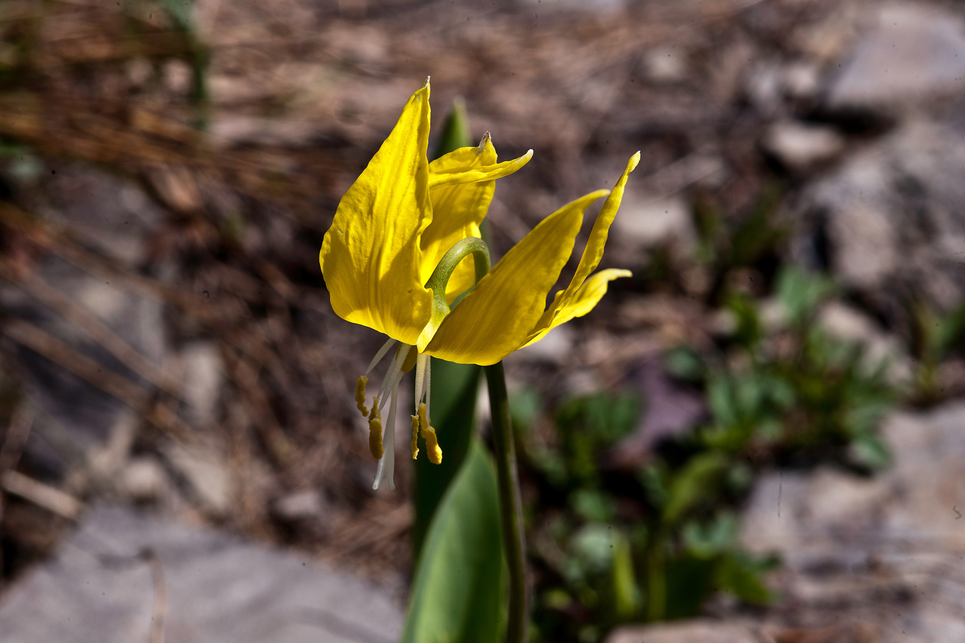 Glacier Lily (Erythronium grandiflorum)
