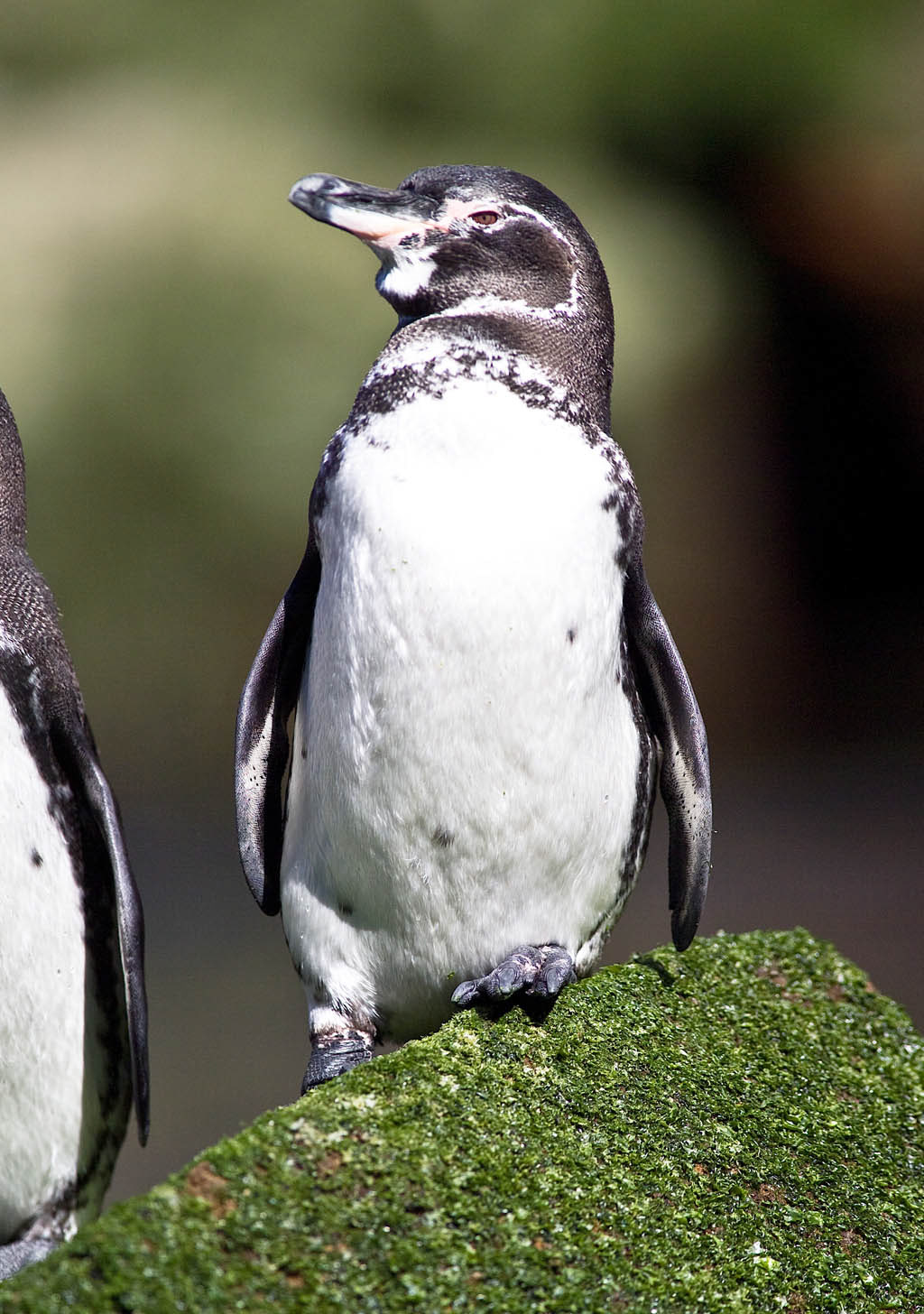 Galapagos Penguin