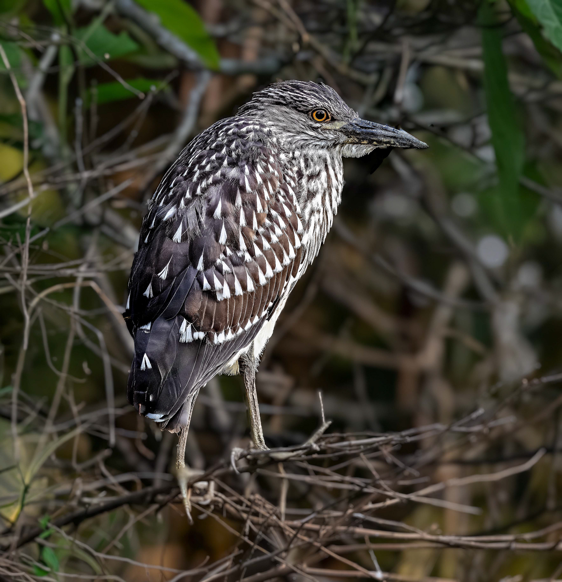 Black-crowned Night Heron (juvenile)