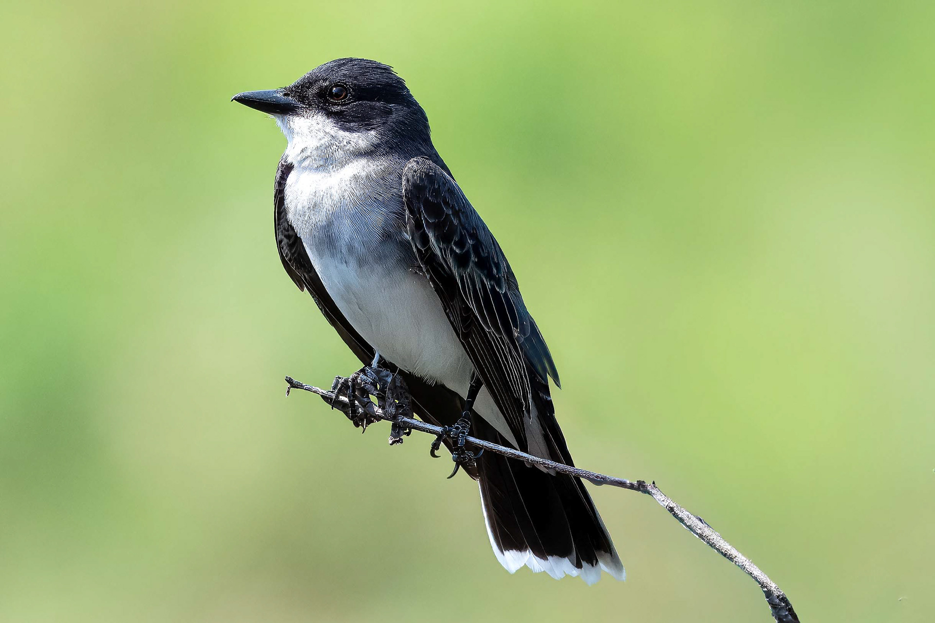Eastern Kingbird