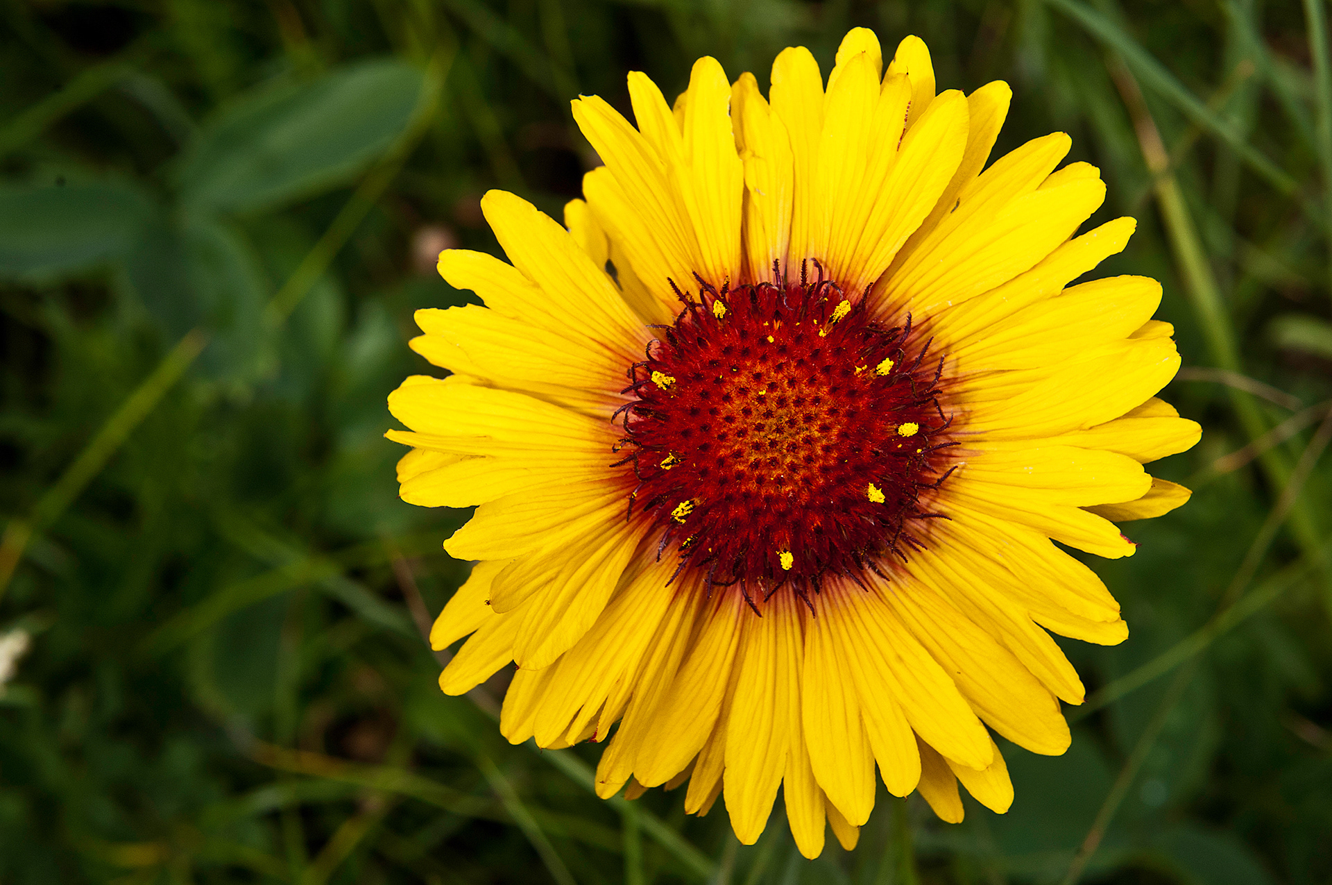 Blanketflower (Gaillardia aristata)