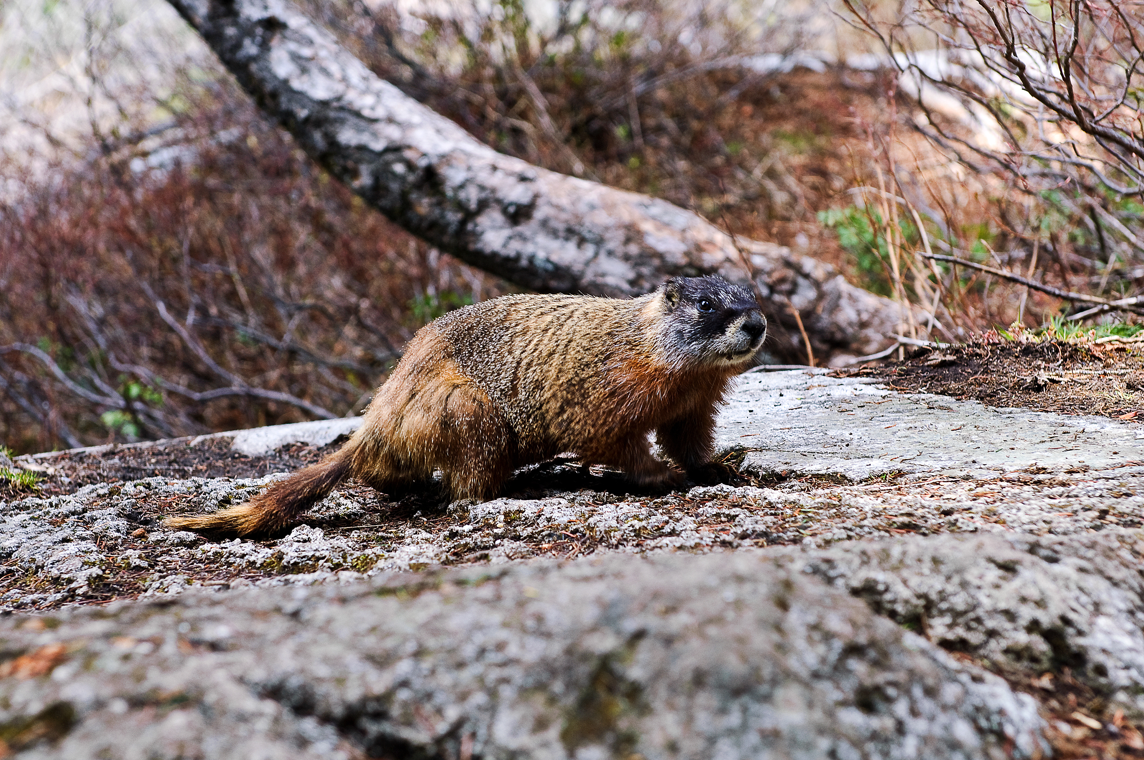 Yellow Bellied Marmot