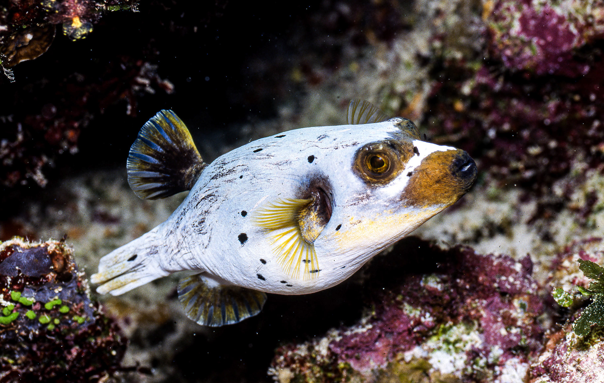 Blackspotted Puffer