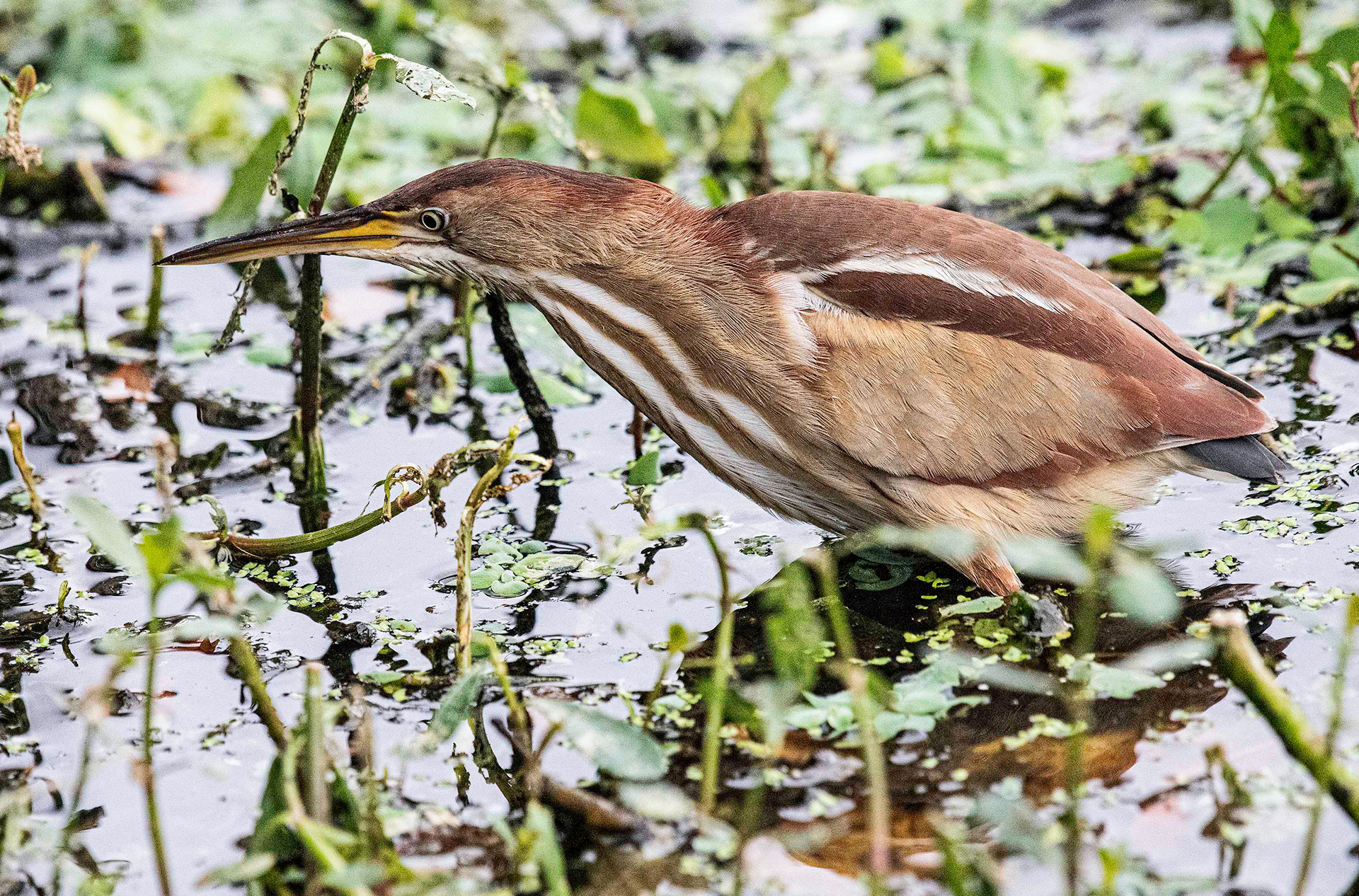 Least Bittern