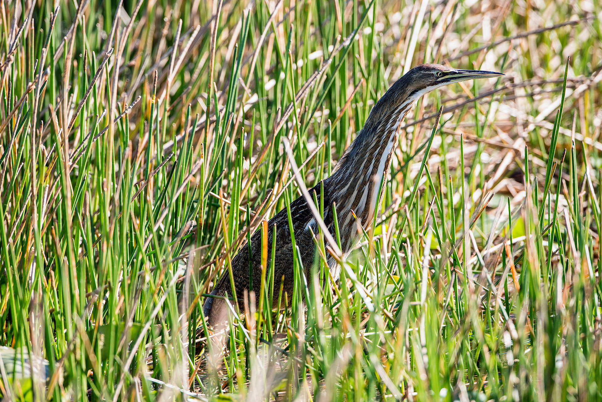 American Bittern