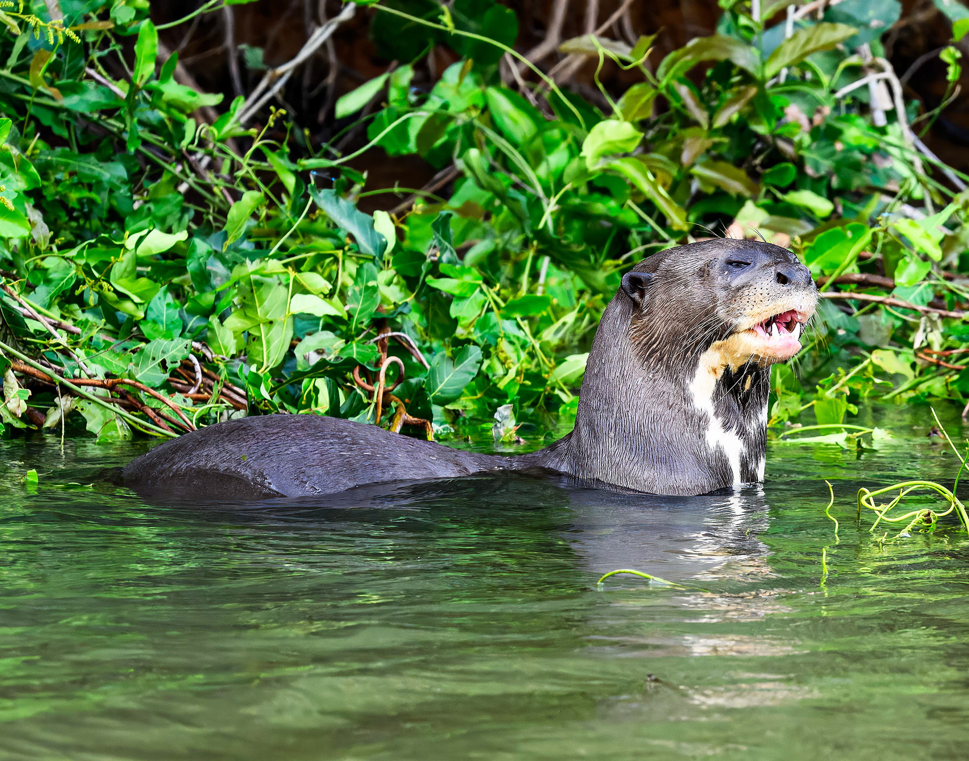 Giant River Otter