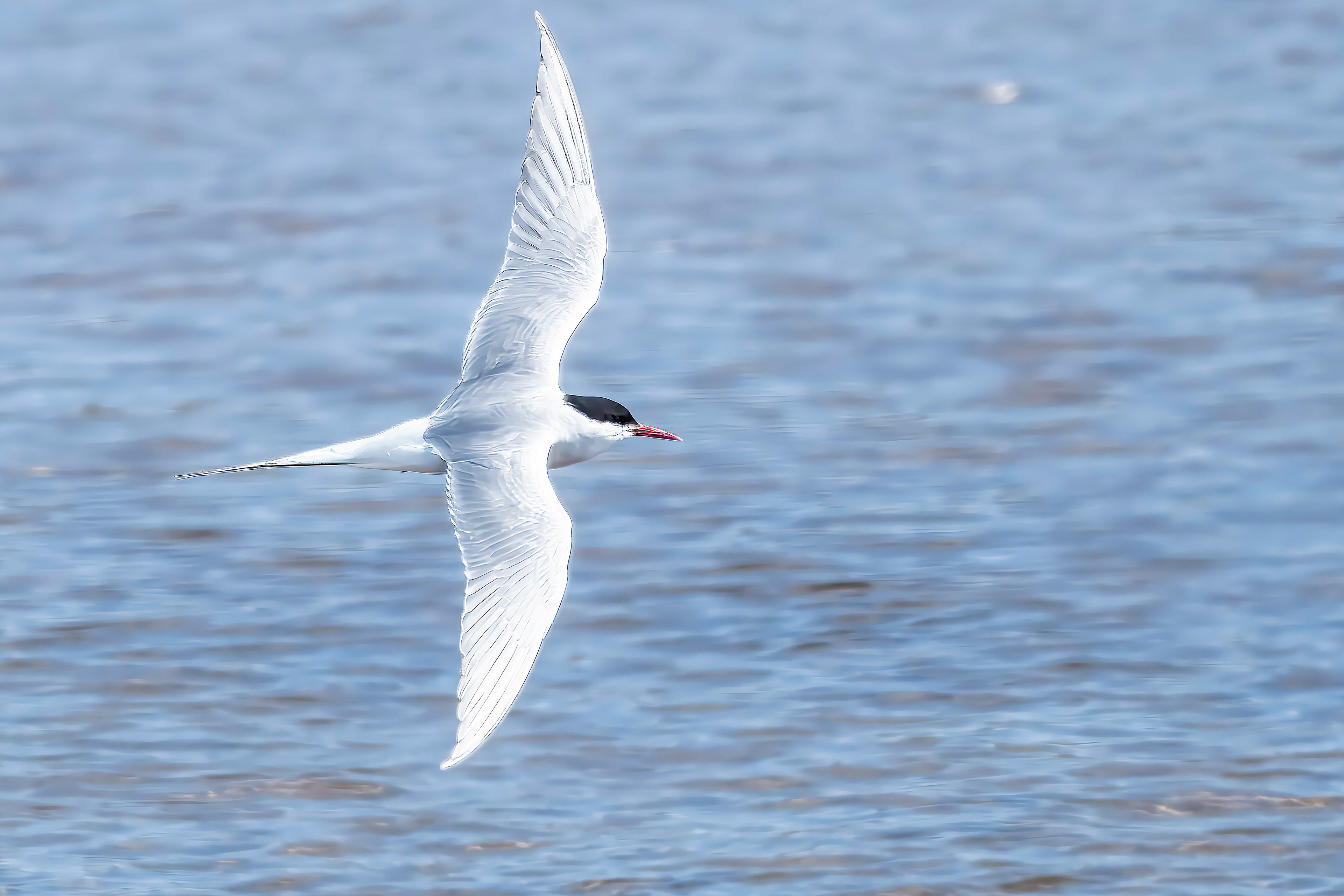 Arctic Tern