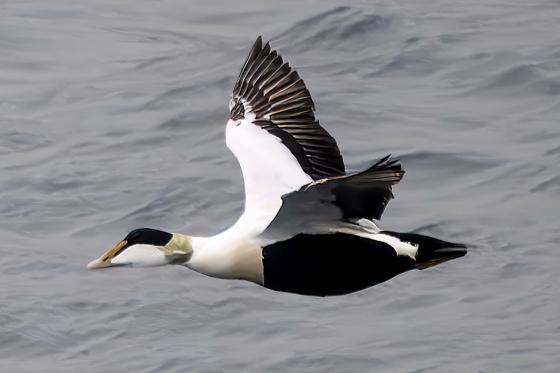 Common Eider (Male)