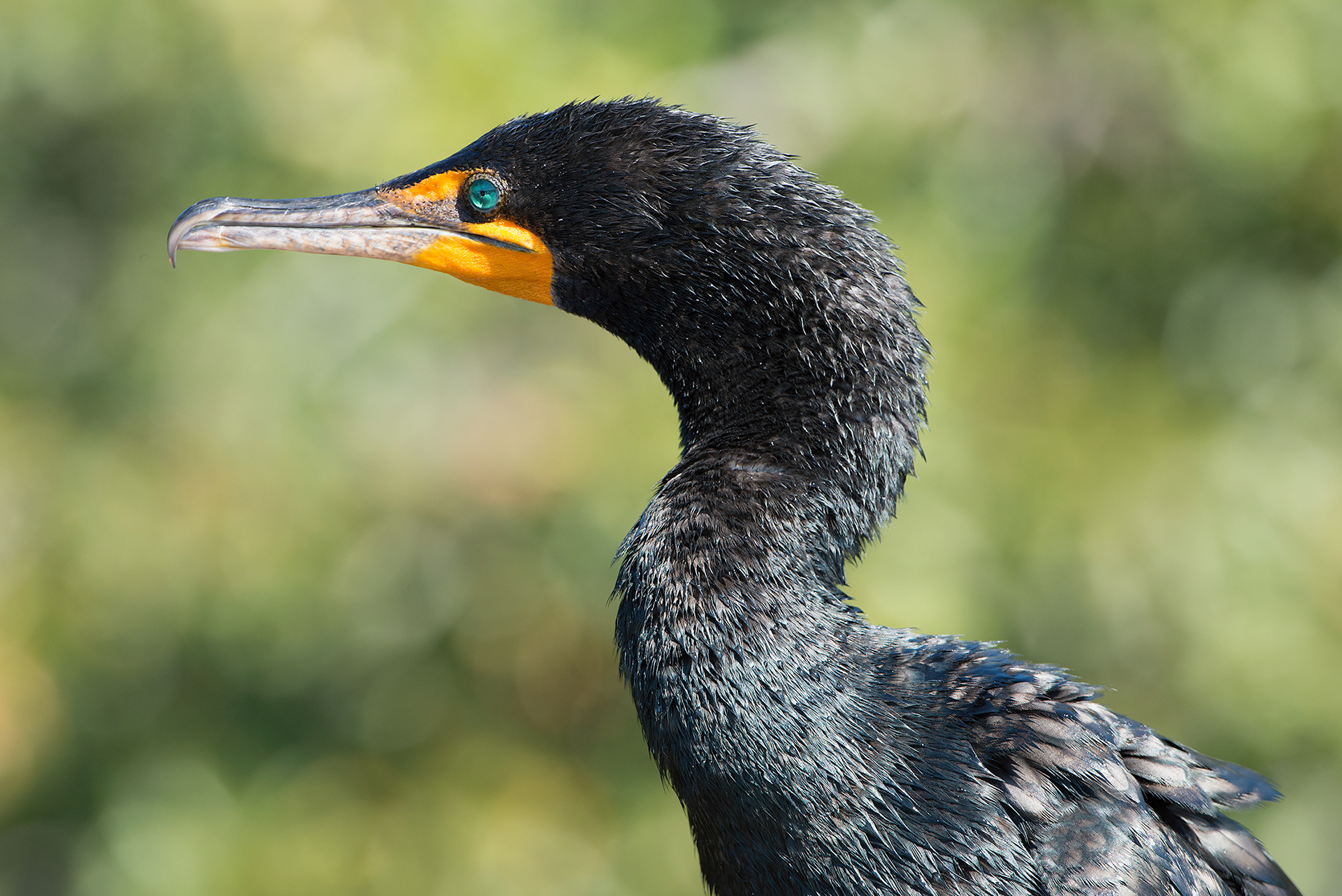 Cormorant