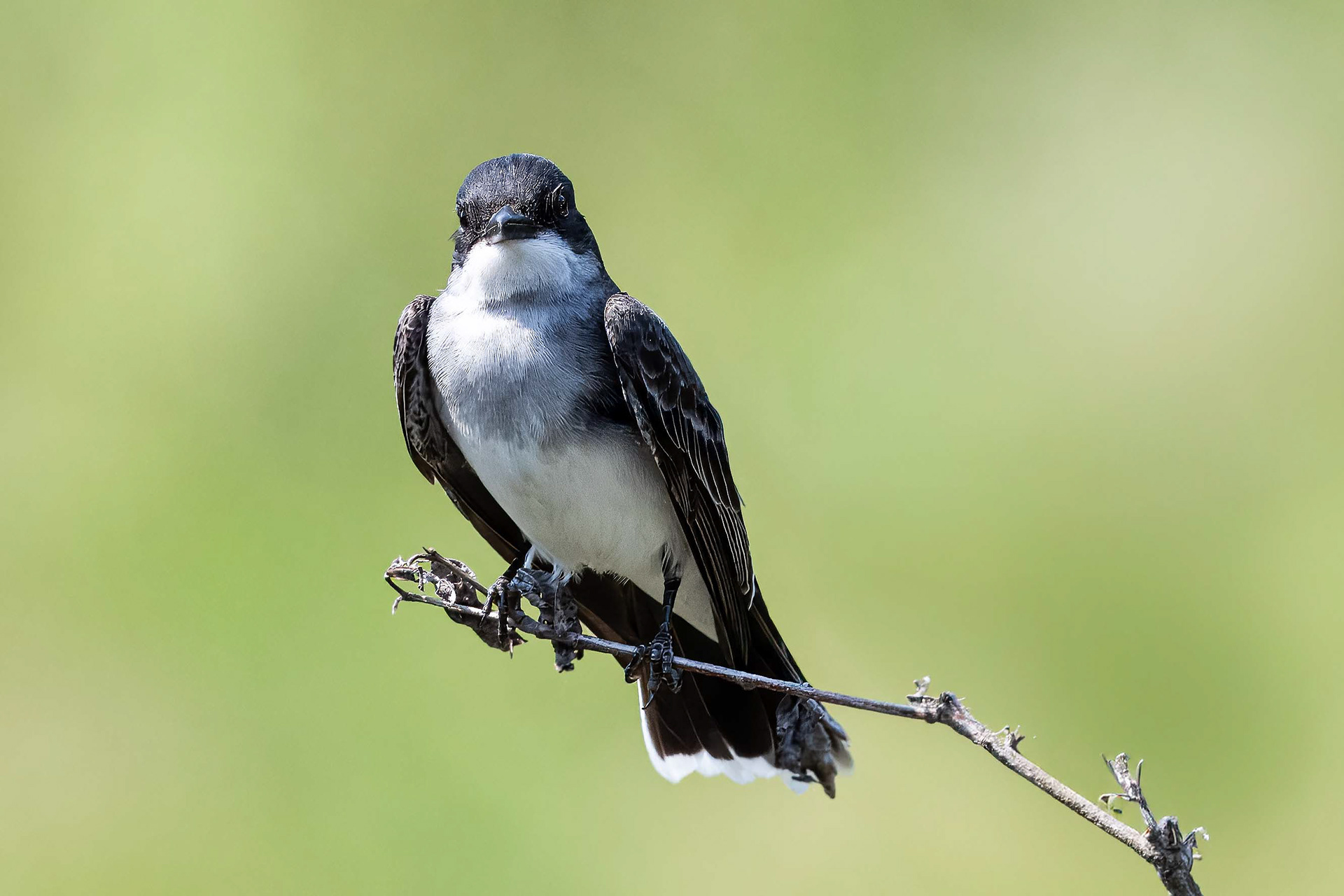 Eastern Kingbird
