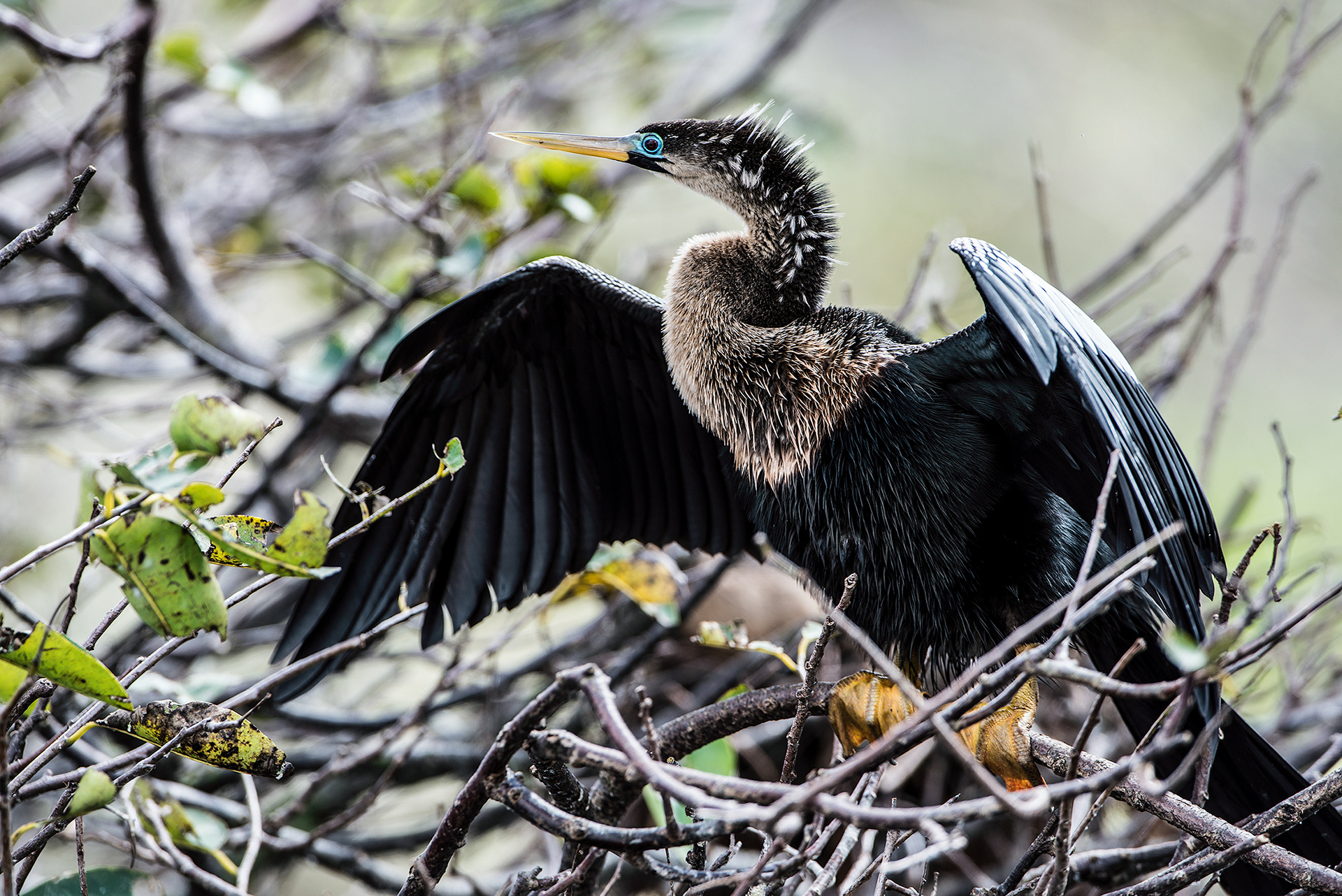 Anhinga