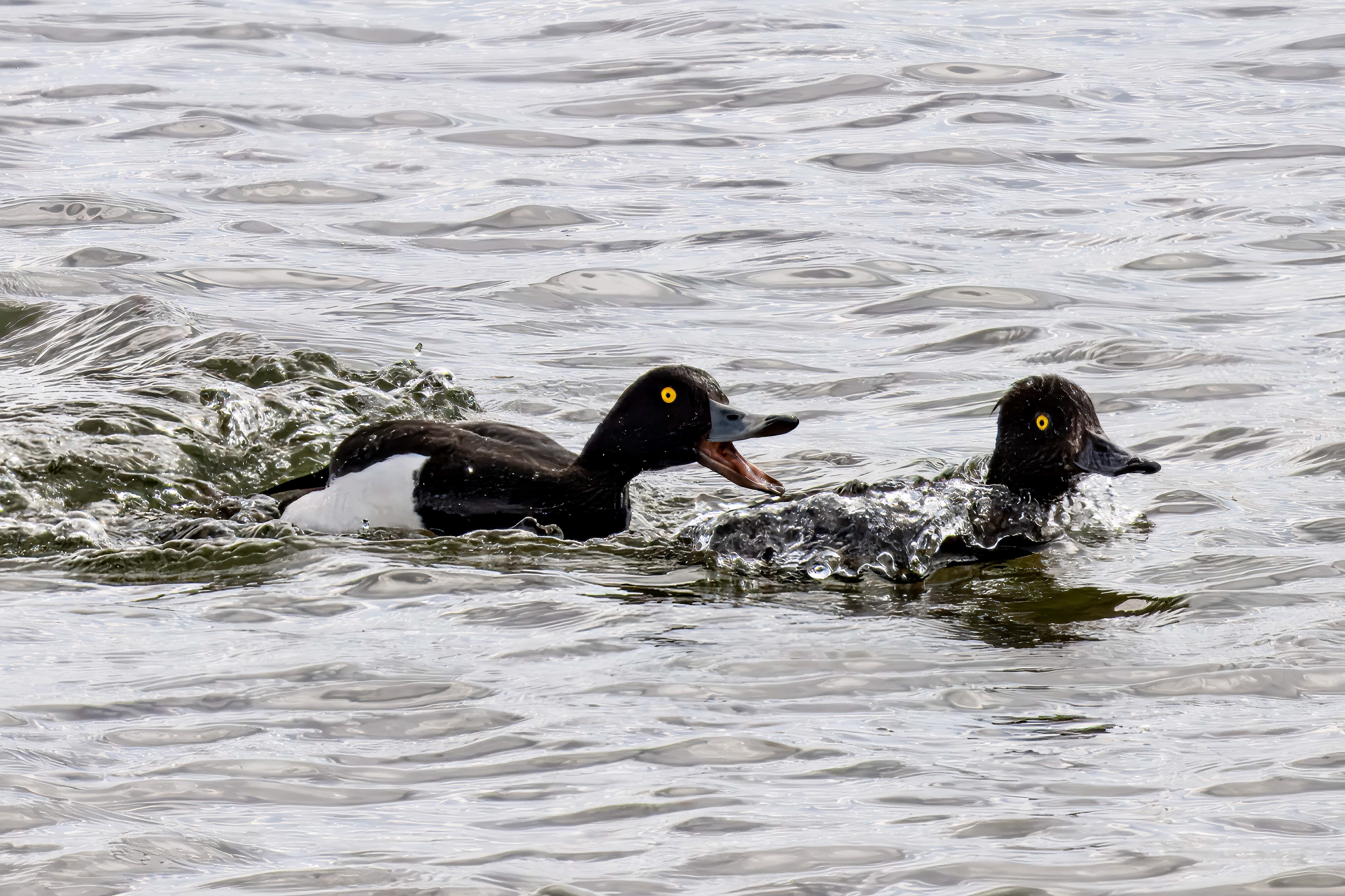 Mating Behavior
