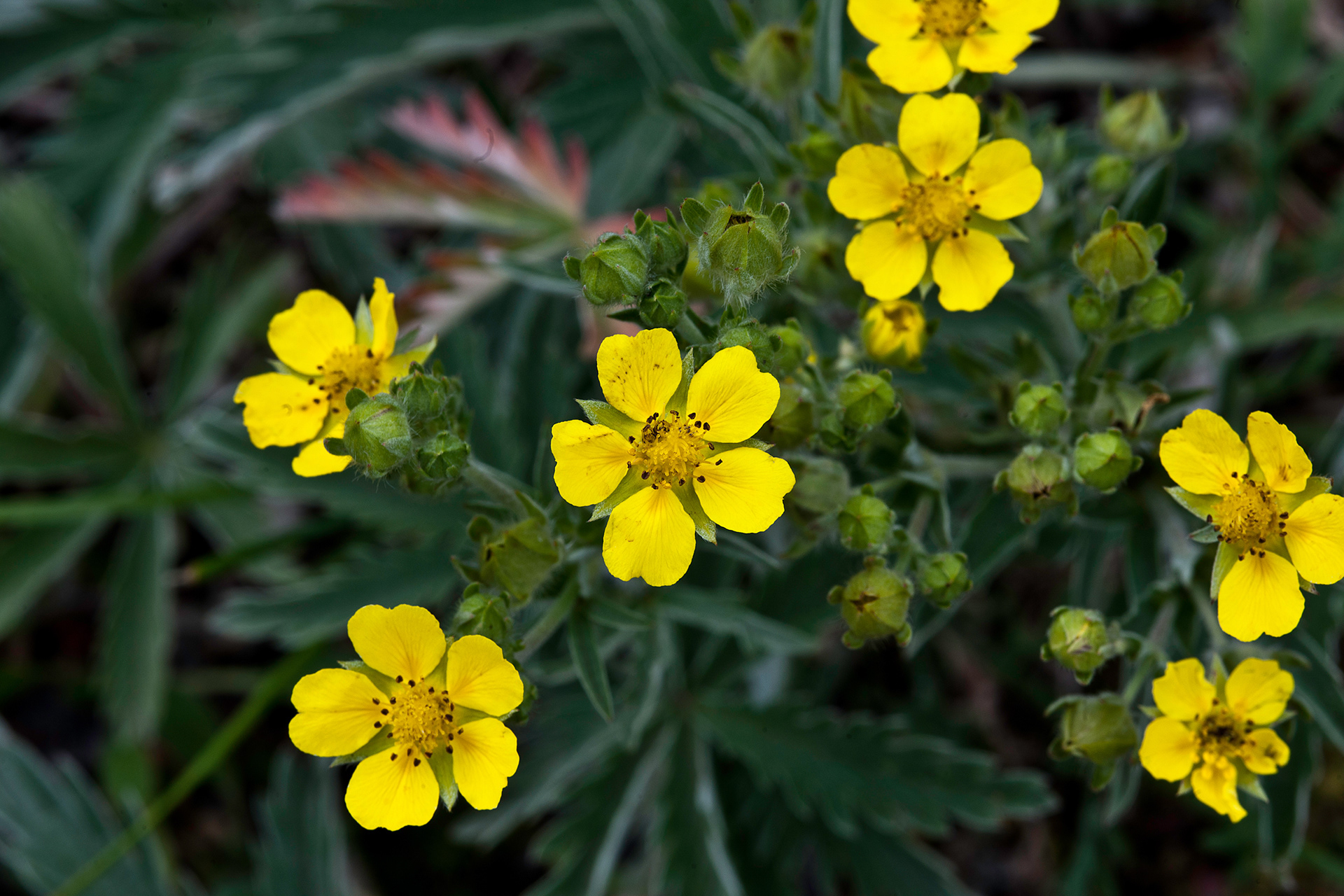 Sticky Cinquefoil (Potentilla glandulosa)