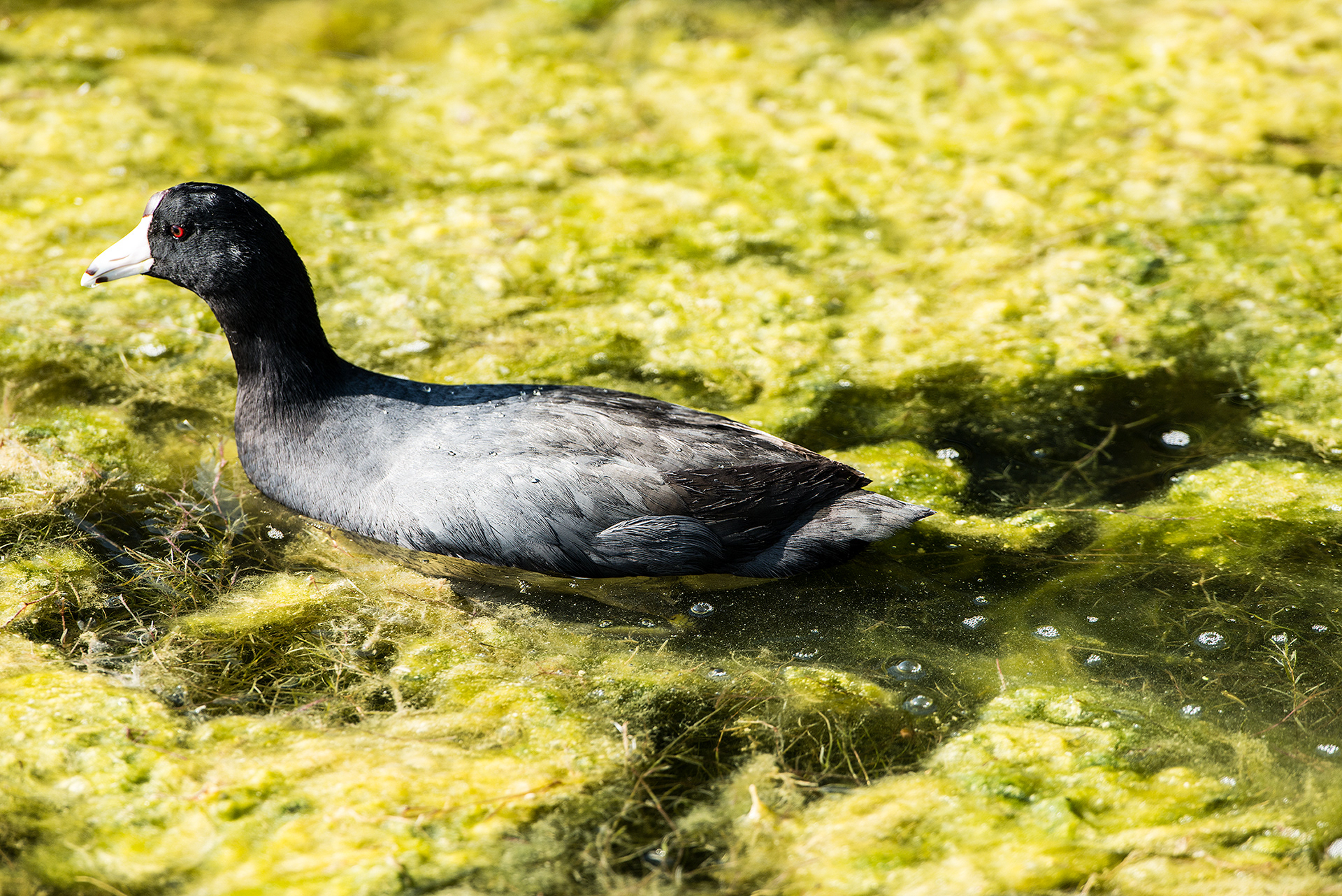 American Coot