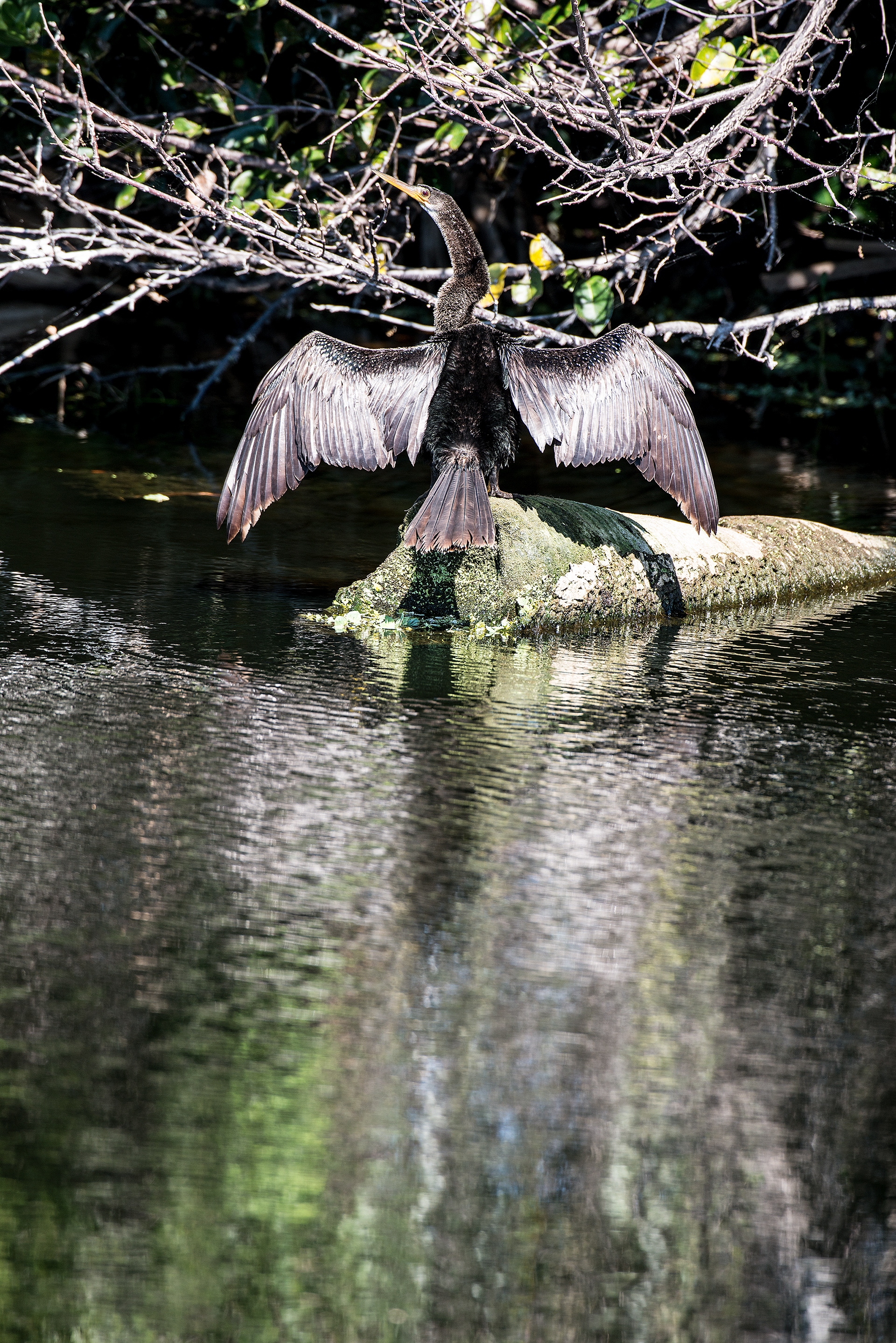 Anhinga
