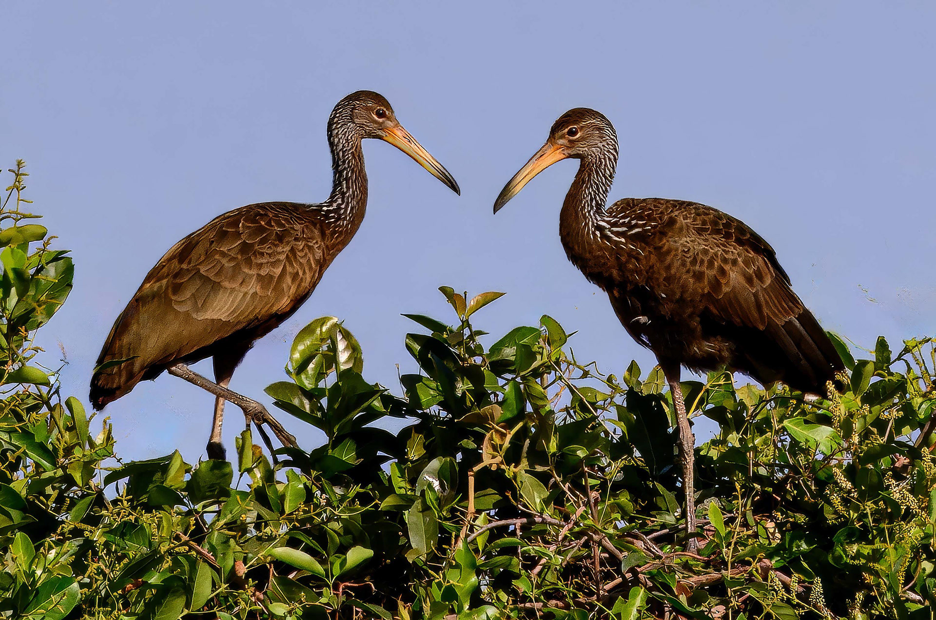 Limpkin