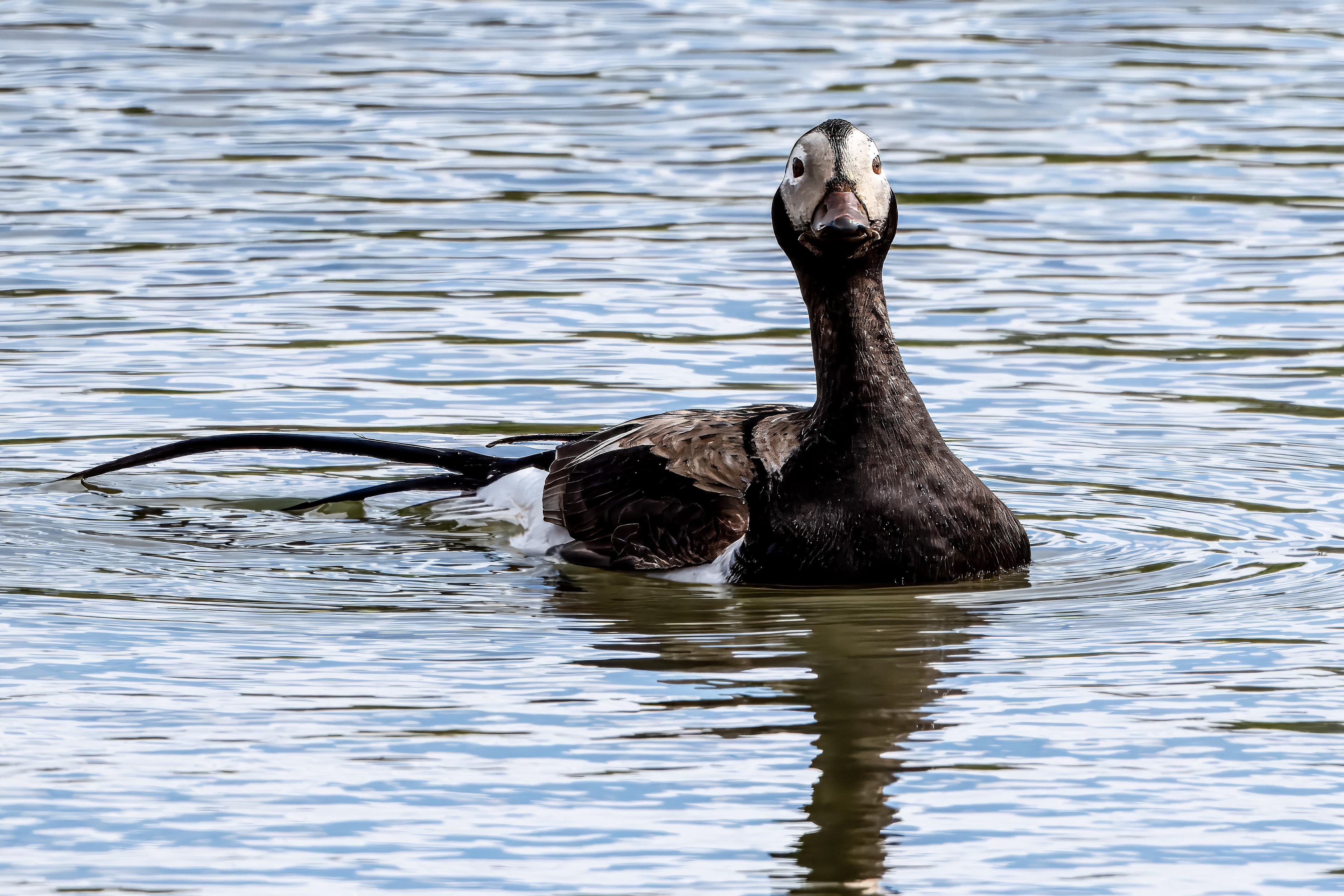 Long-tailed Duck