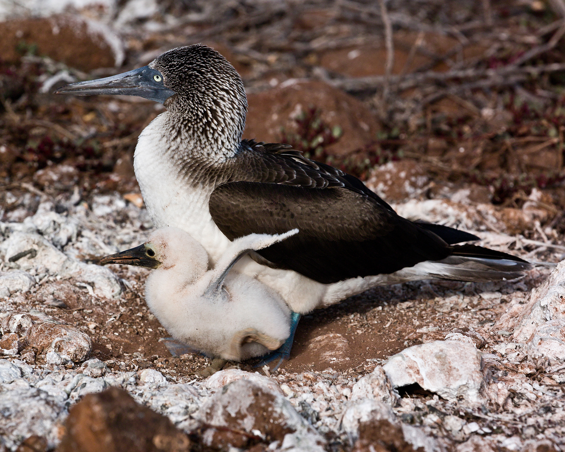 Blue Footed Booby & Chick
