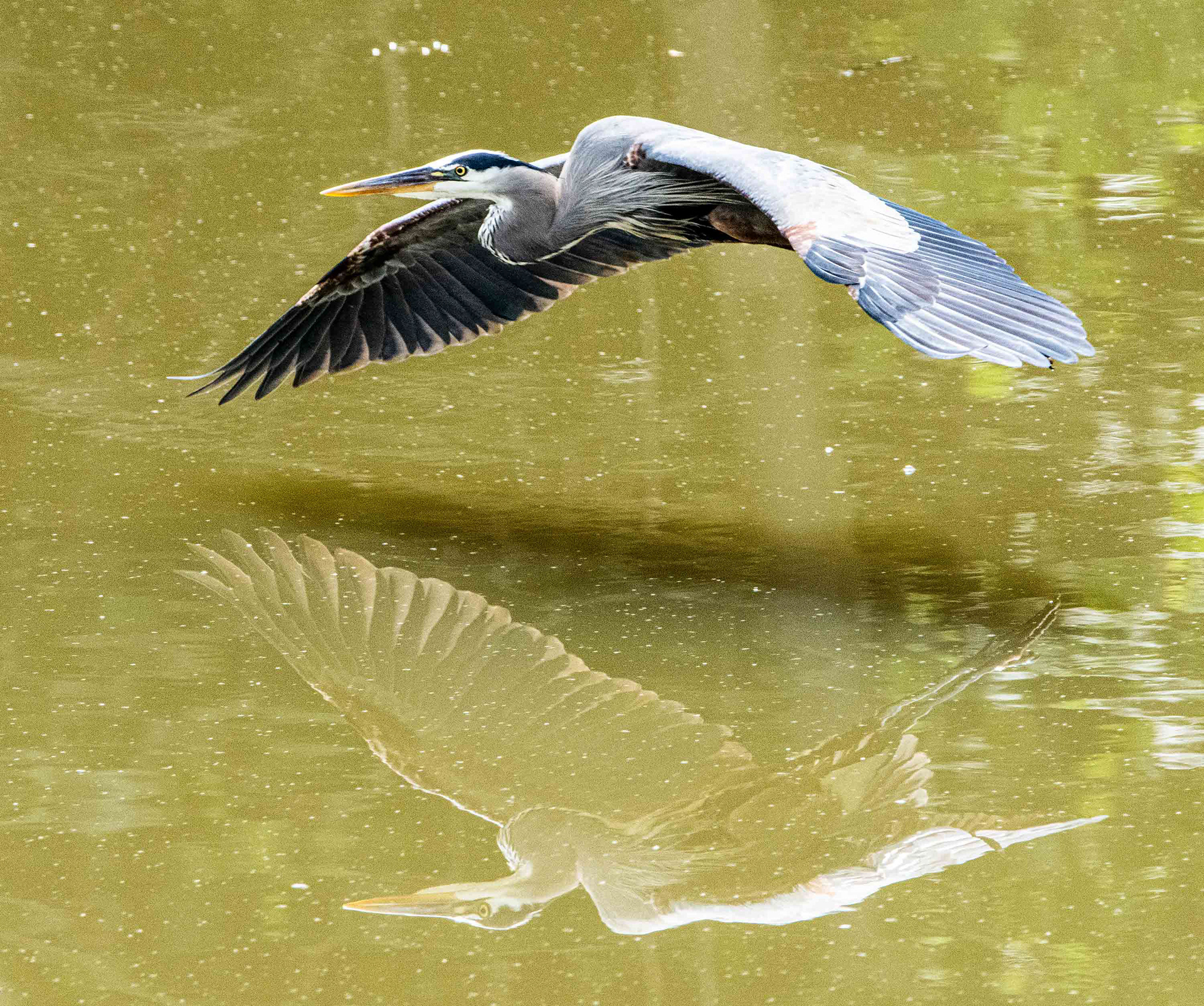 Great Blue Heron