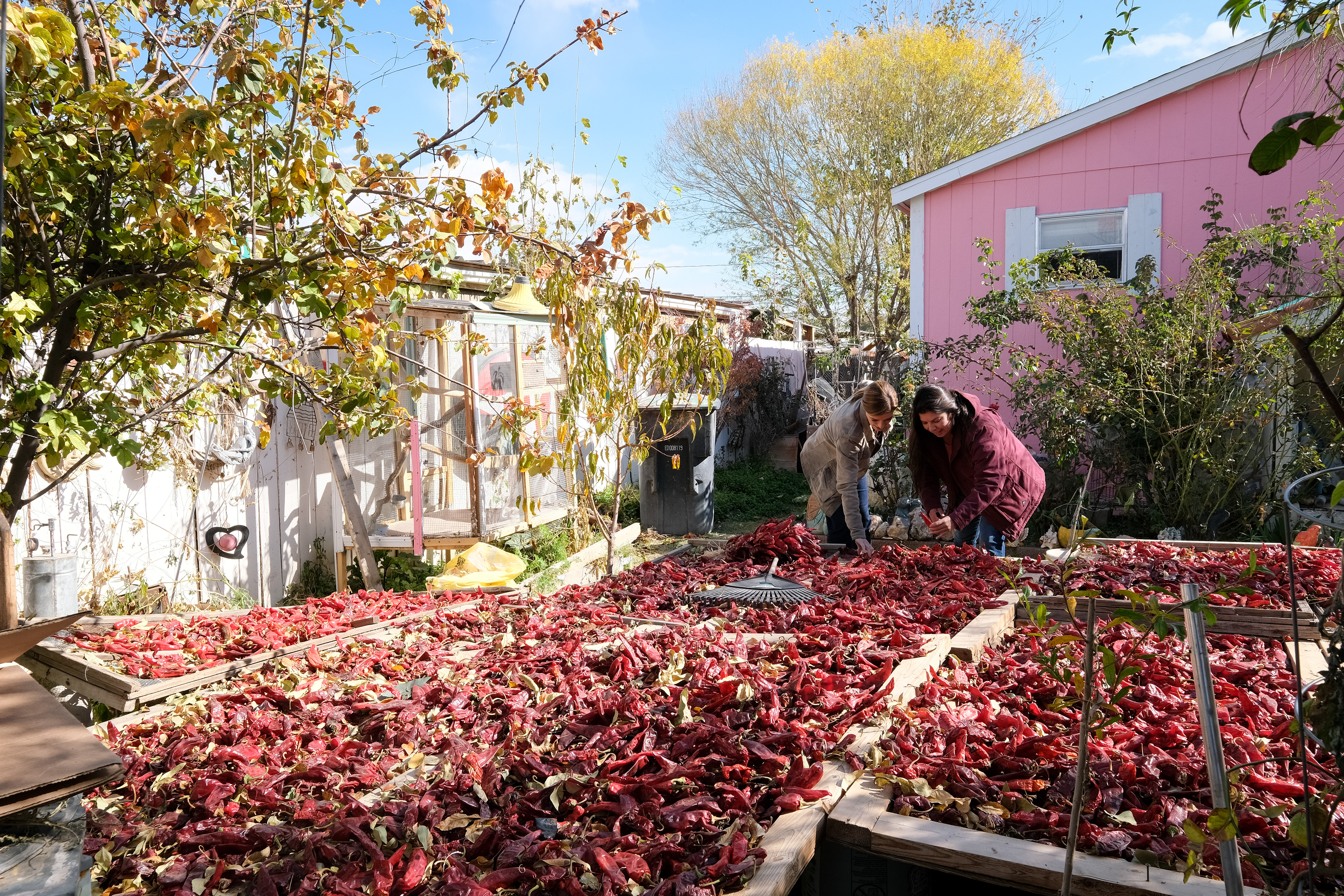 Andrea Alvarez, owner of La Reina Chile Company, shows Pati the chile drying process. Hatch, New Mexico