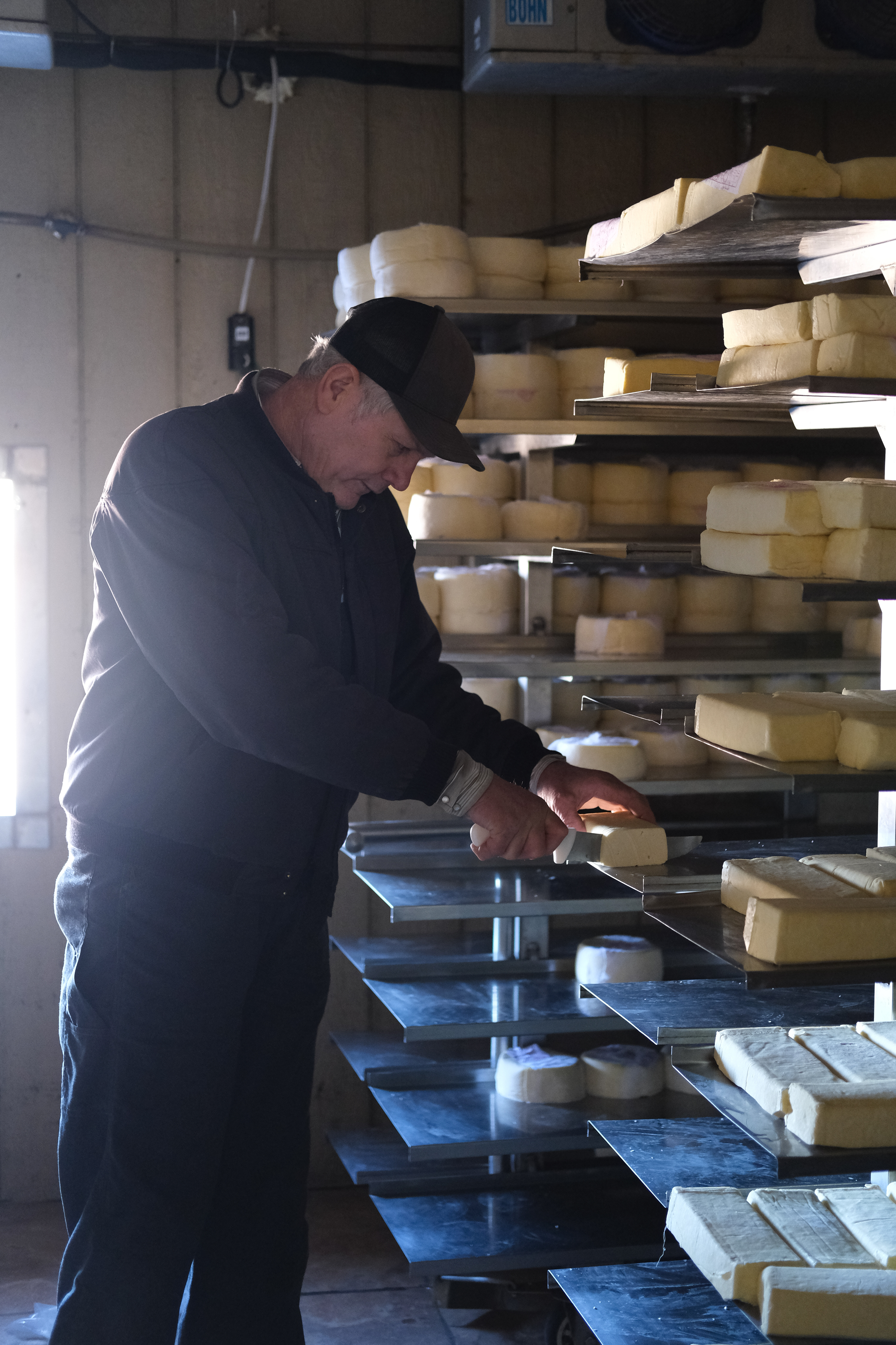 The mennonite cheese maker. Sabinal, Chihuahua