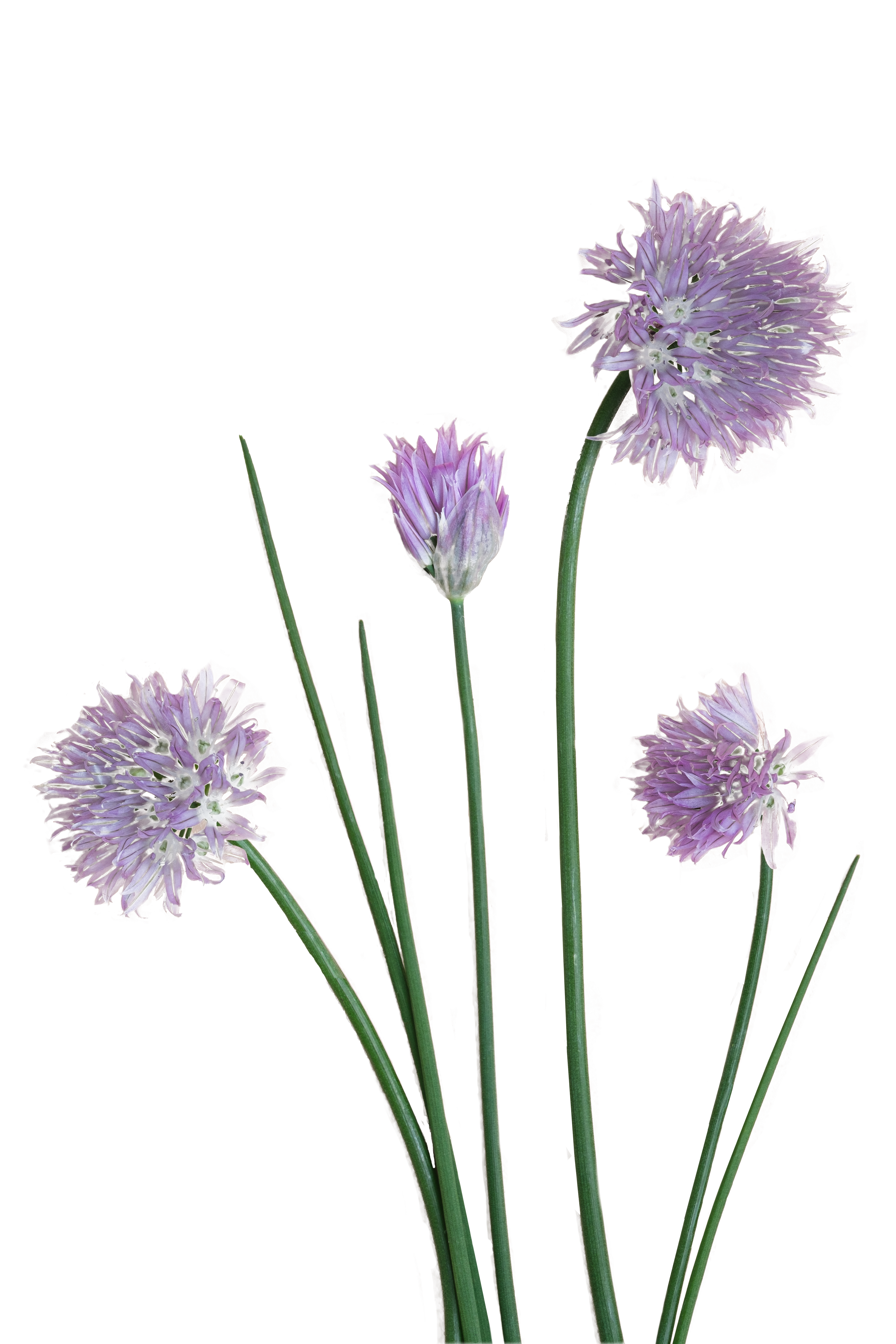 Bieslookbloemen voedselfotografie productfotografie