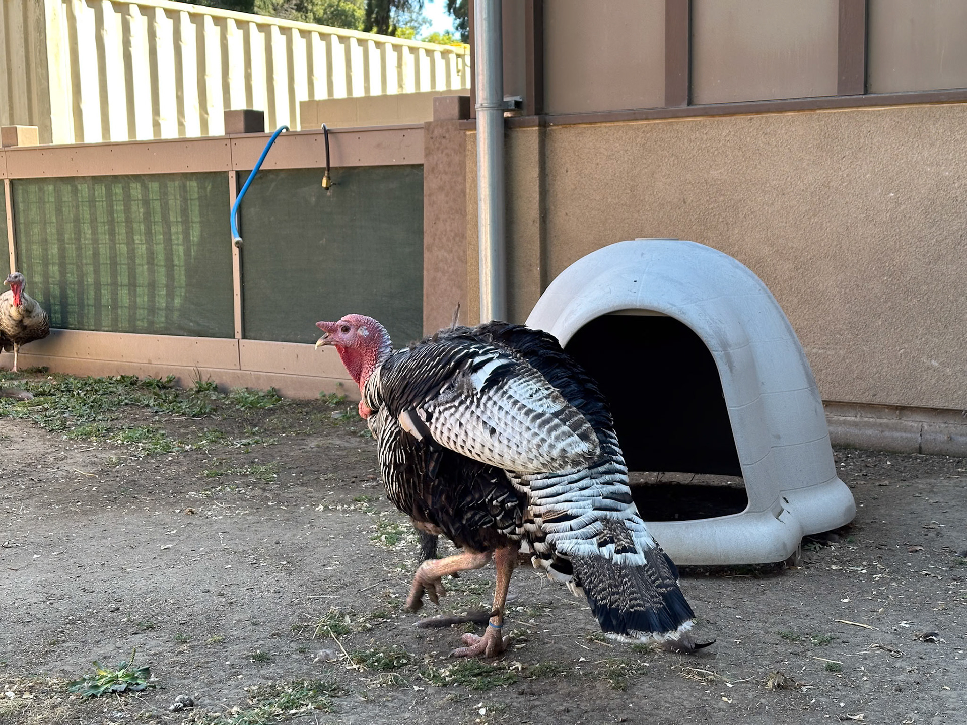 Turkey