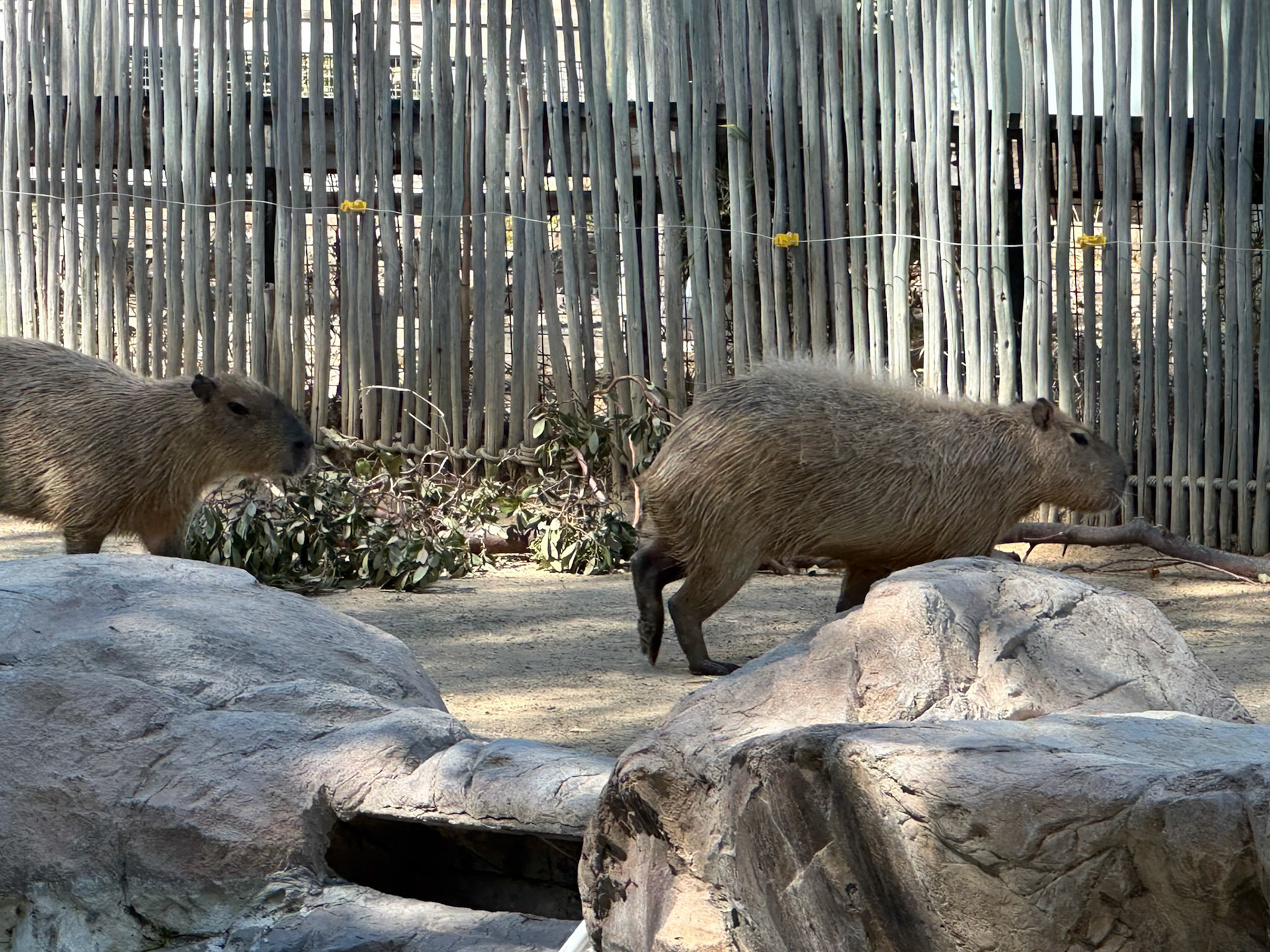 Capybara