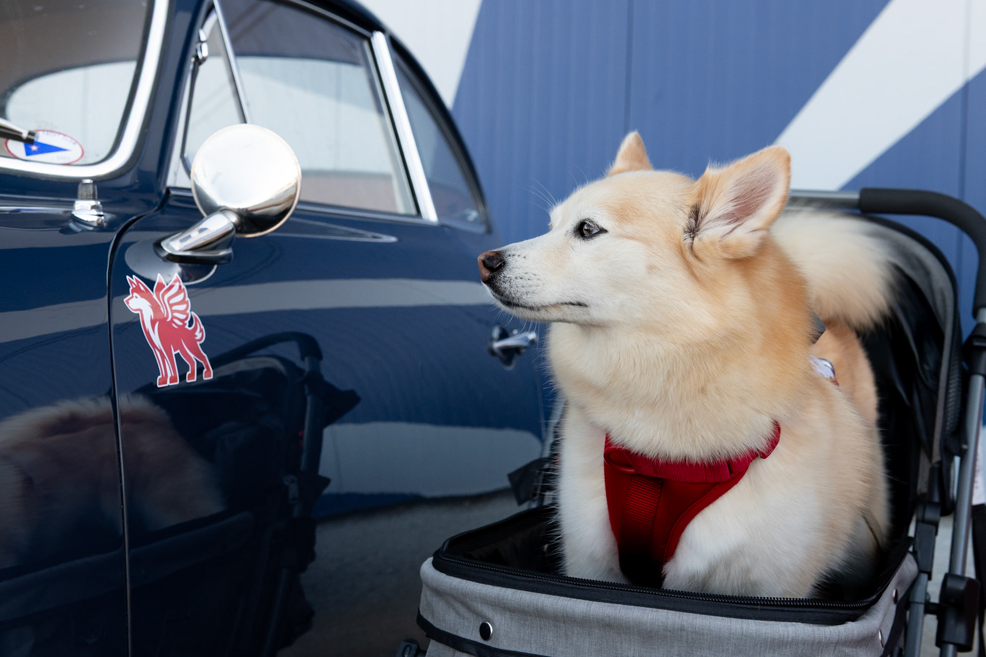 Gatsby the dog