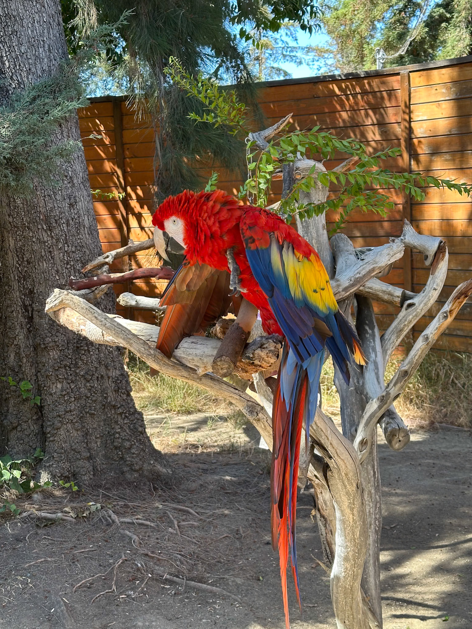 Parrot