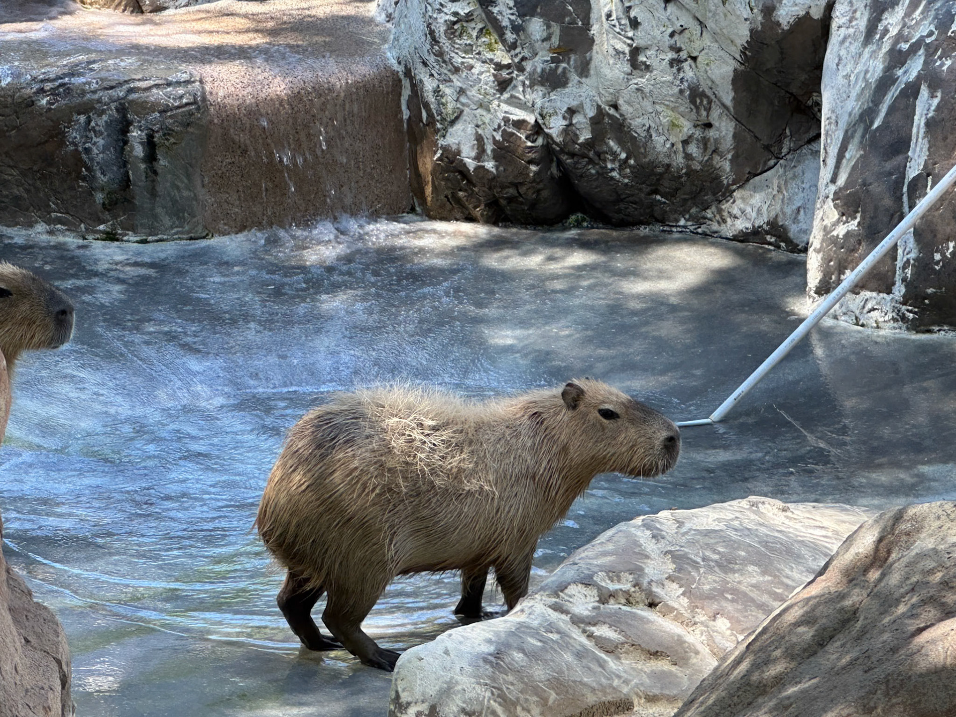 Capybara