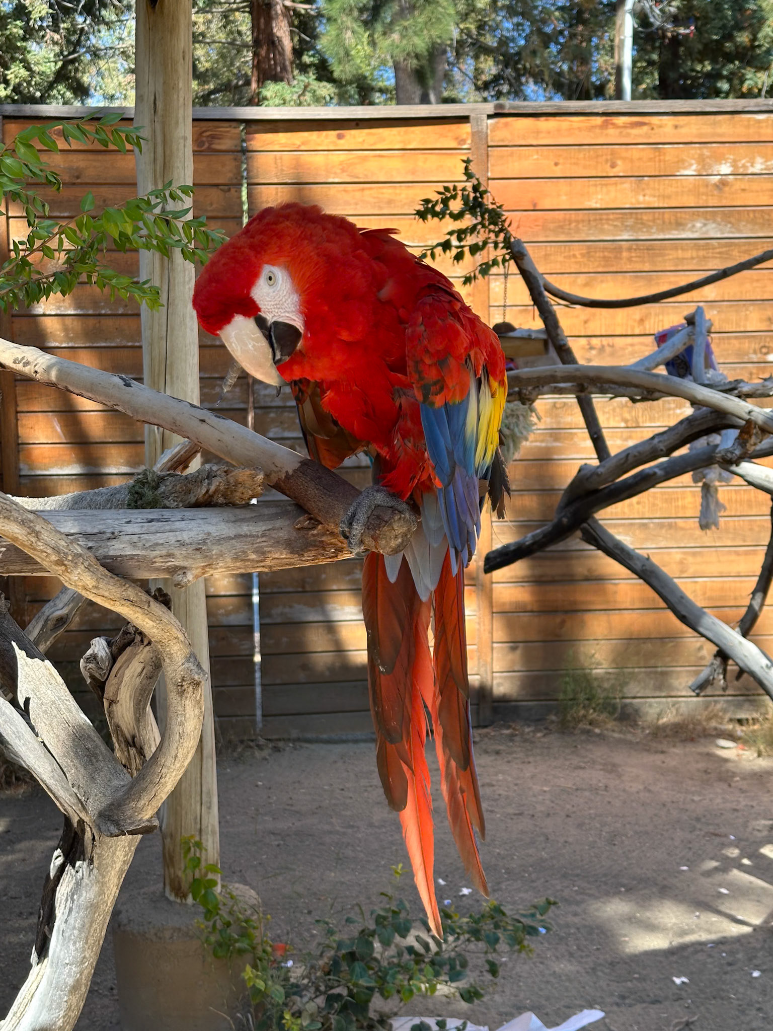 Parrot