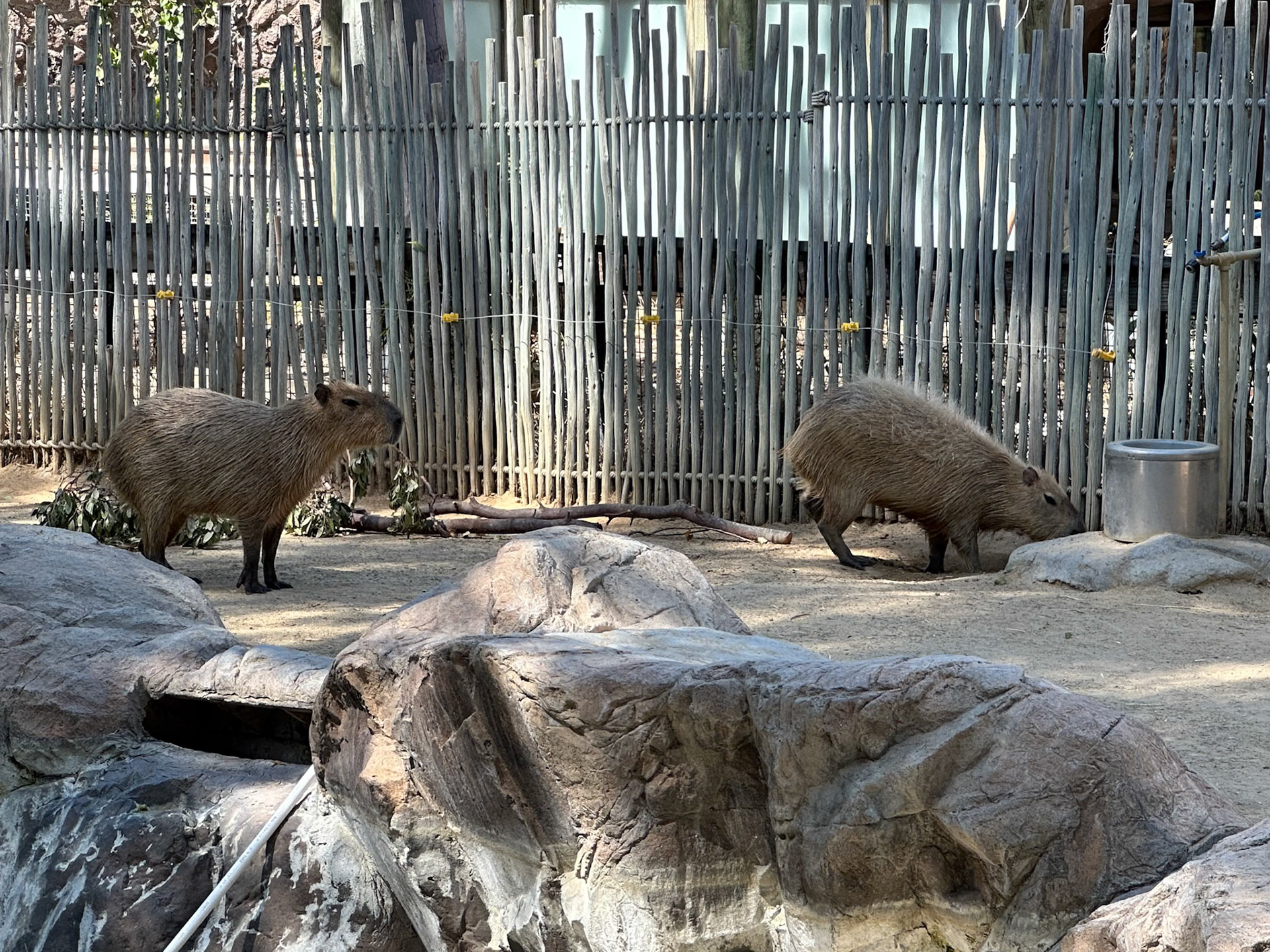 Capybara