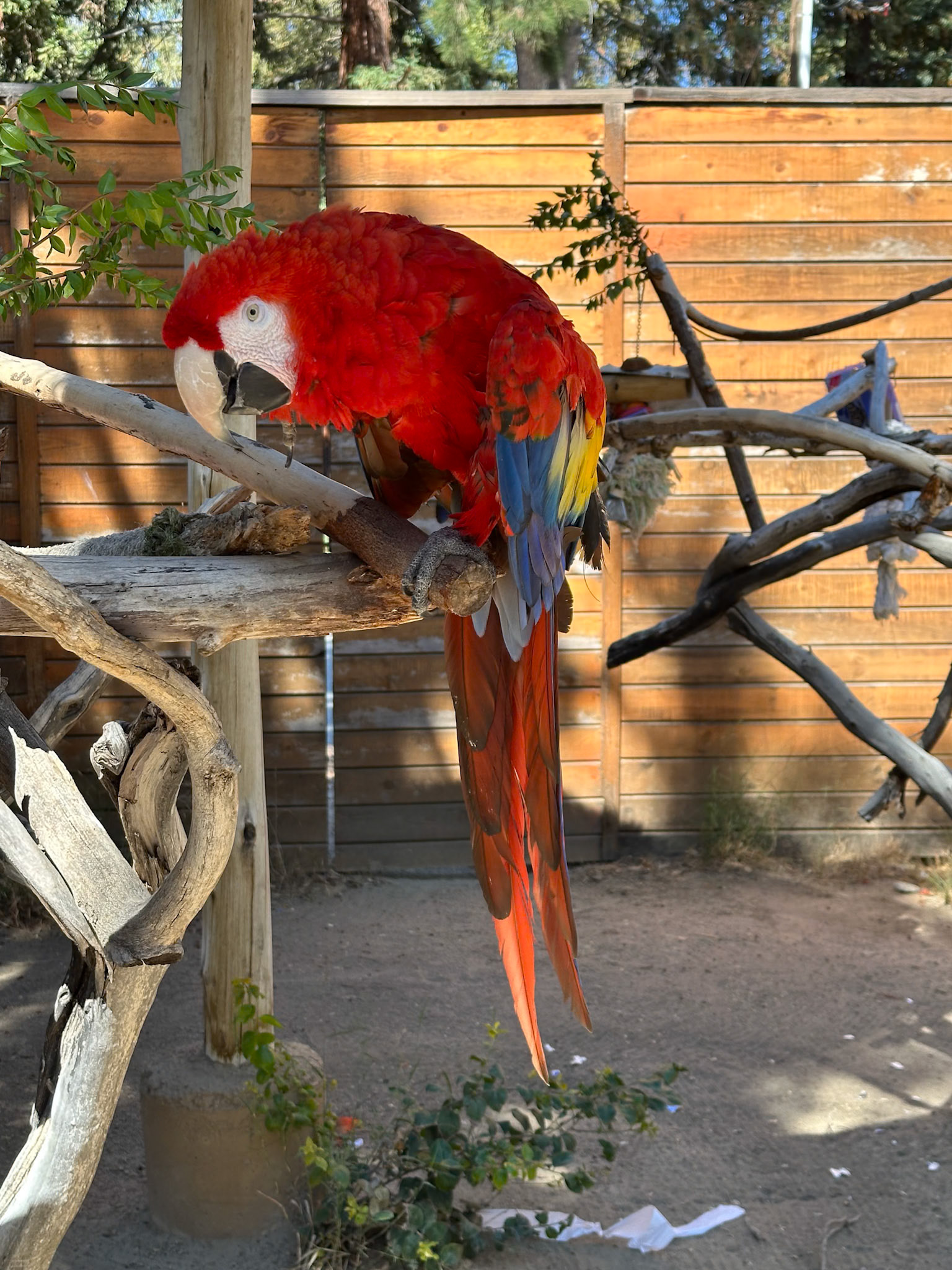 Parrot