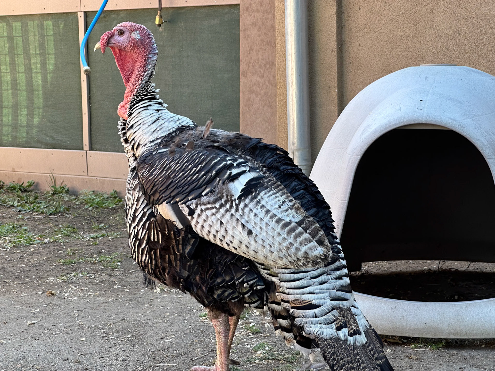 Turkey