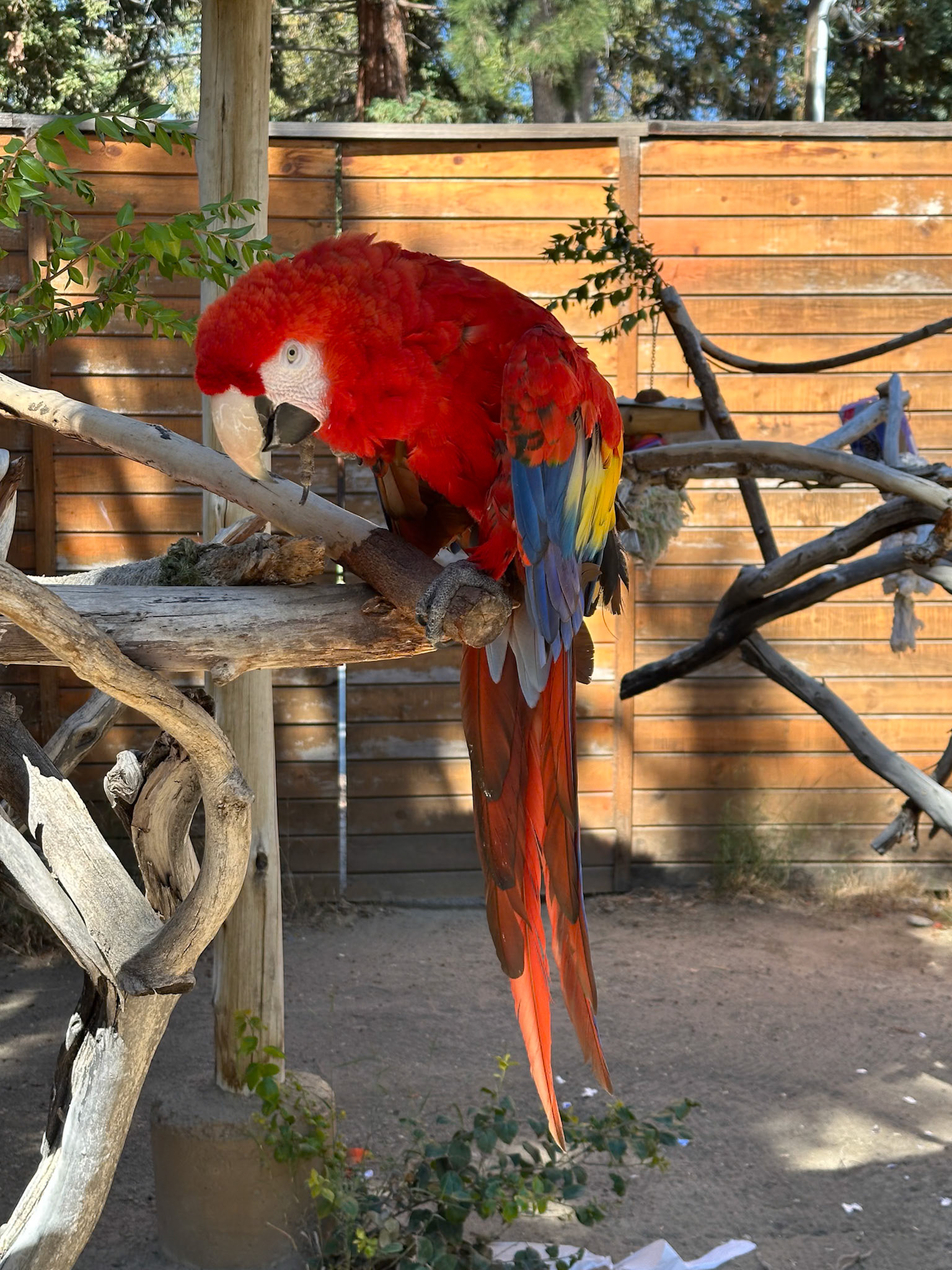 Parrot