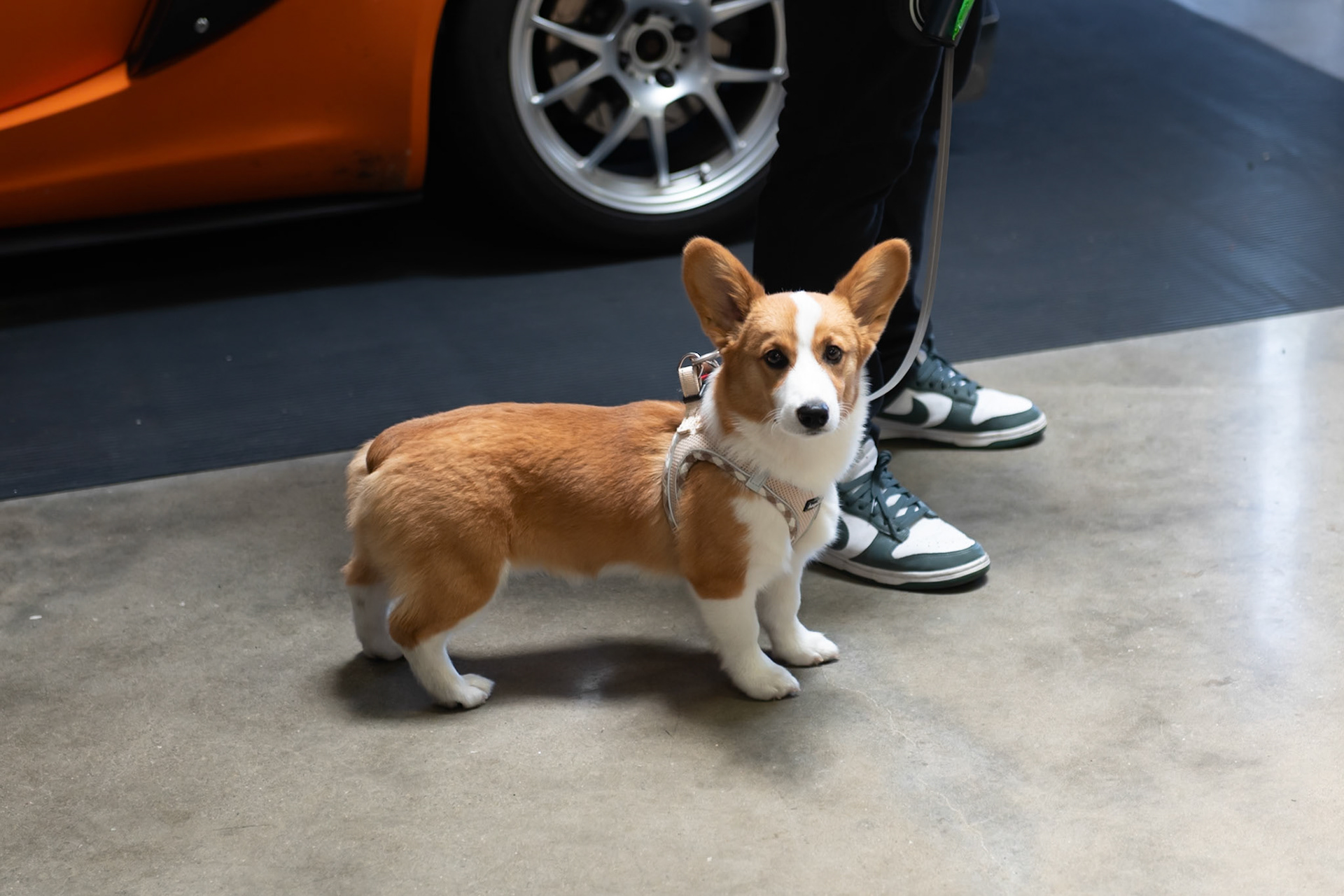 Corgi