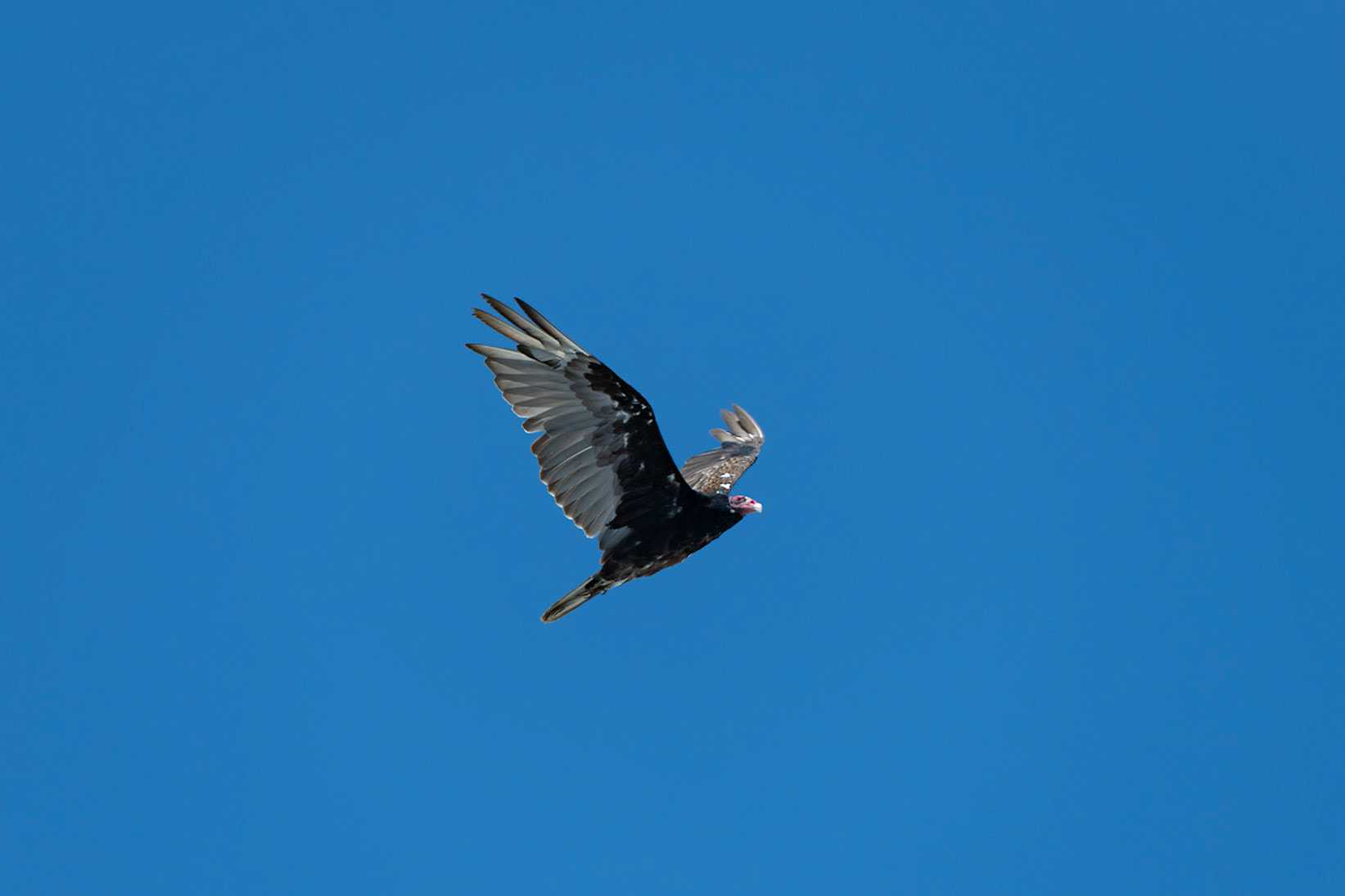 Turkey Vulture