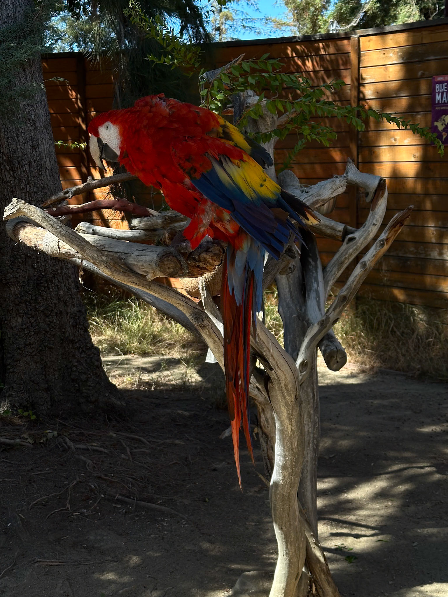 Parrot