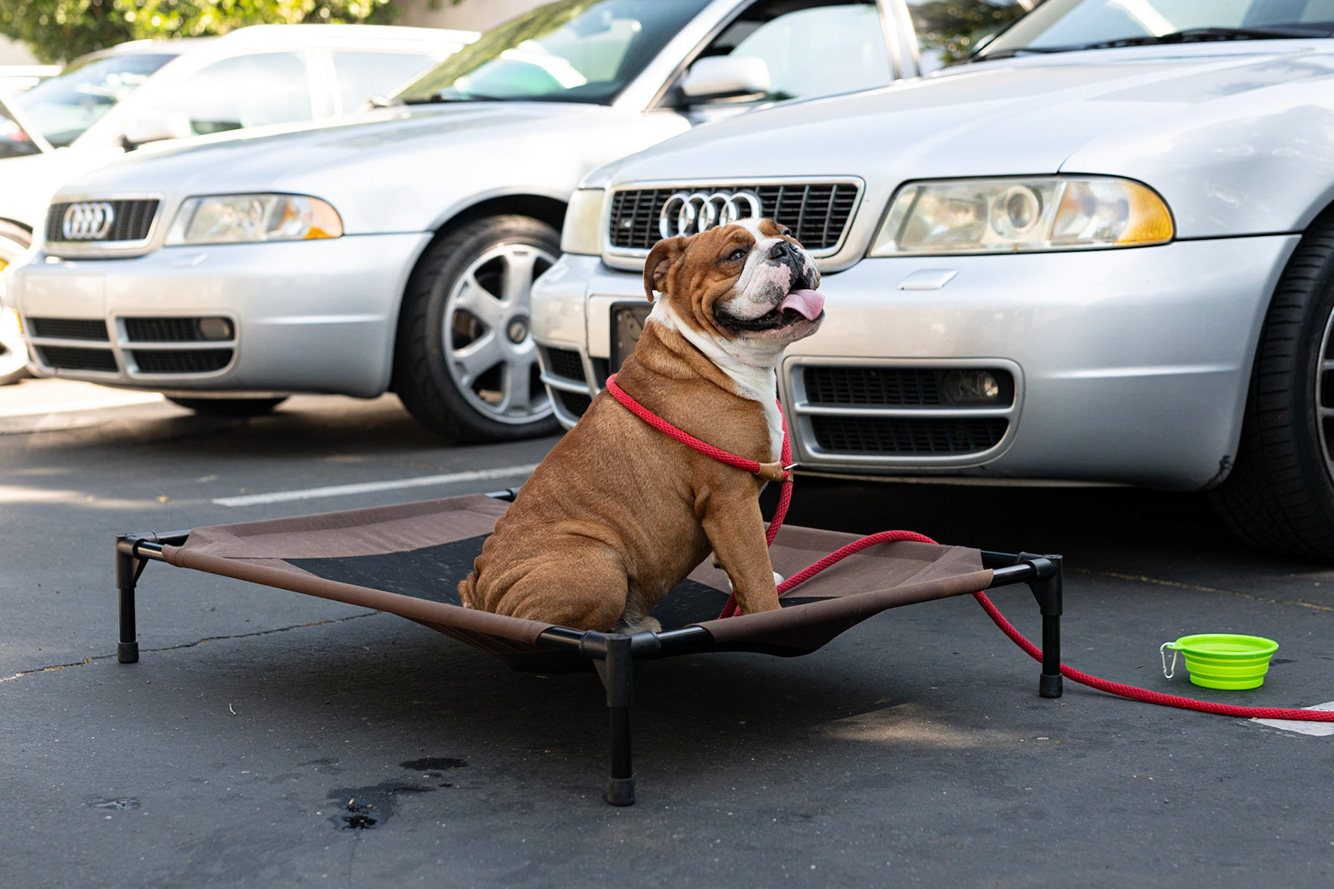 Bulldog on a platform