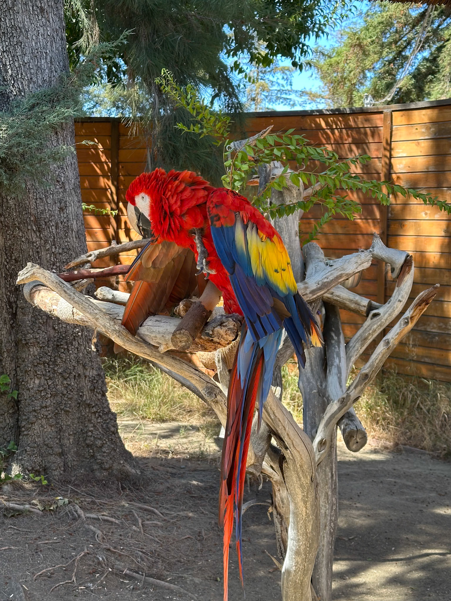 Parrot