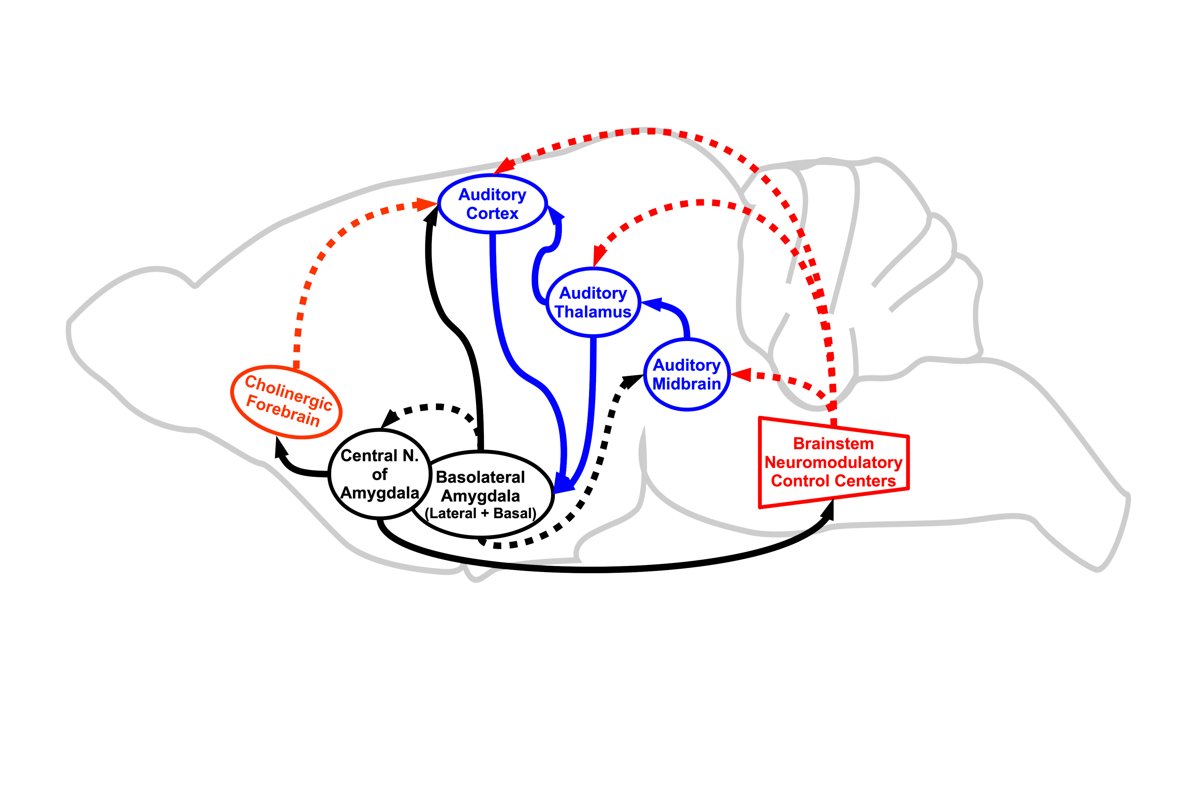 Auditory pathway in the brain of rats.