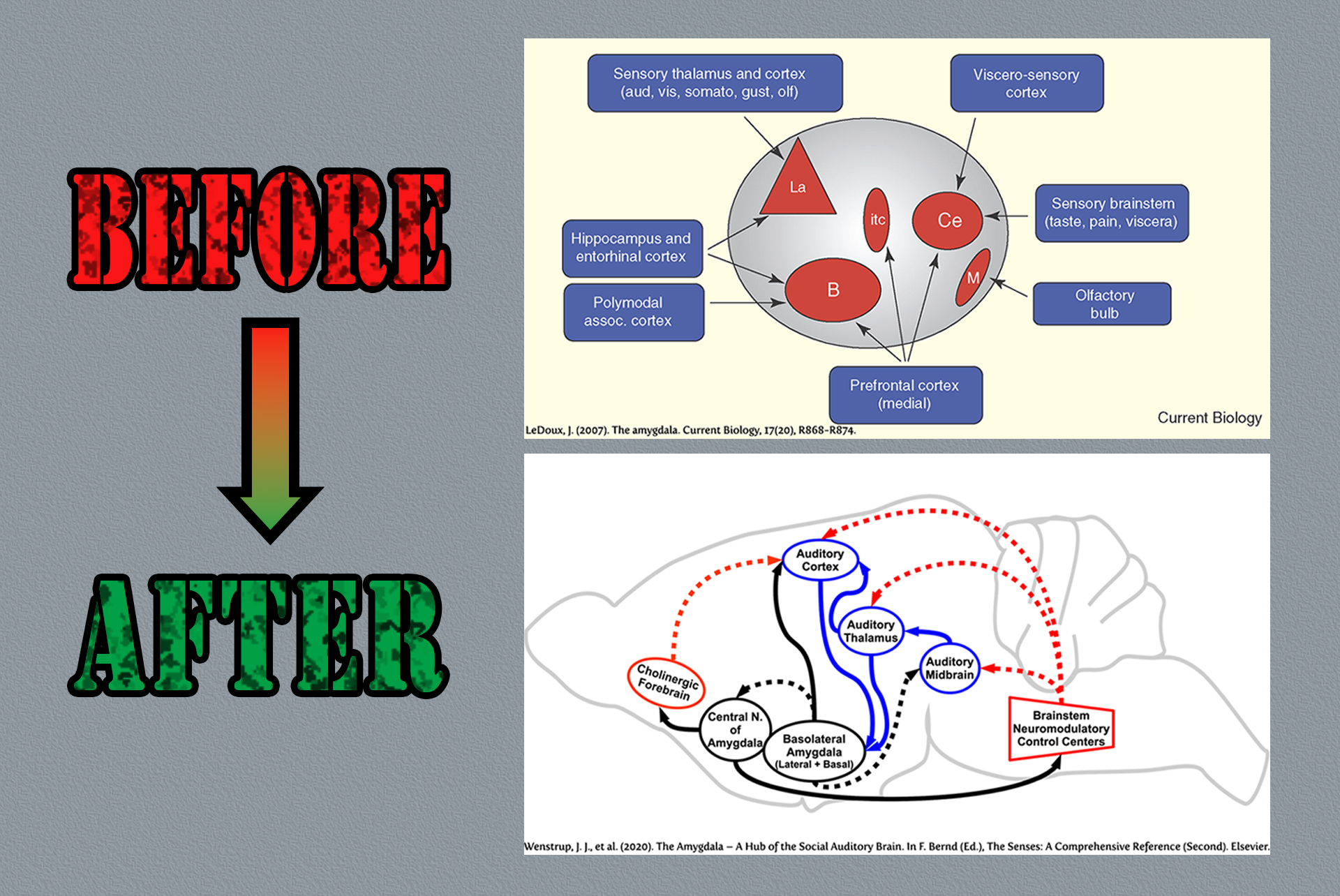 Turning a conceptual map into anatomically correct diagram.