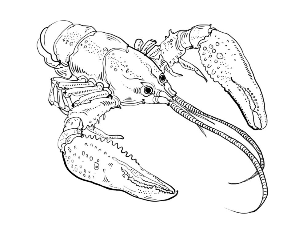 Lobster