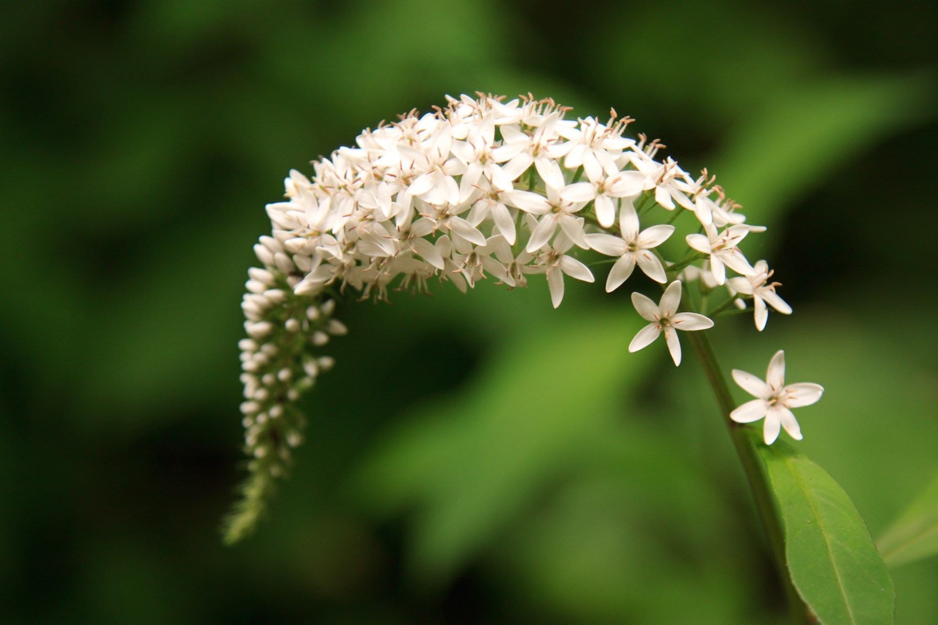 Tendril