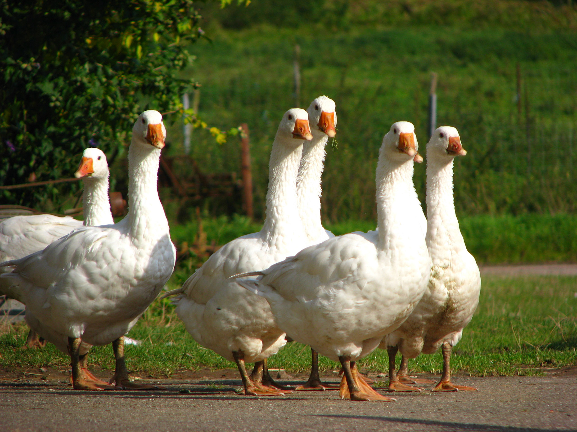 The Gaggle is Watching