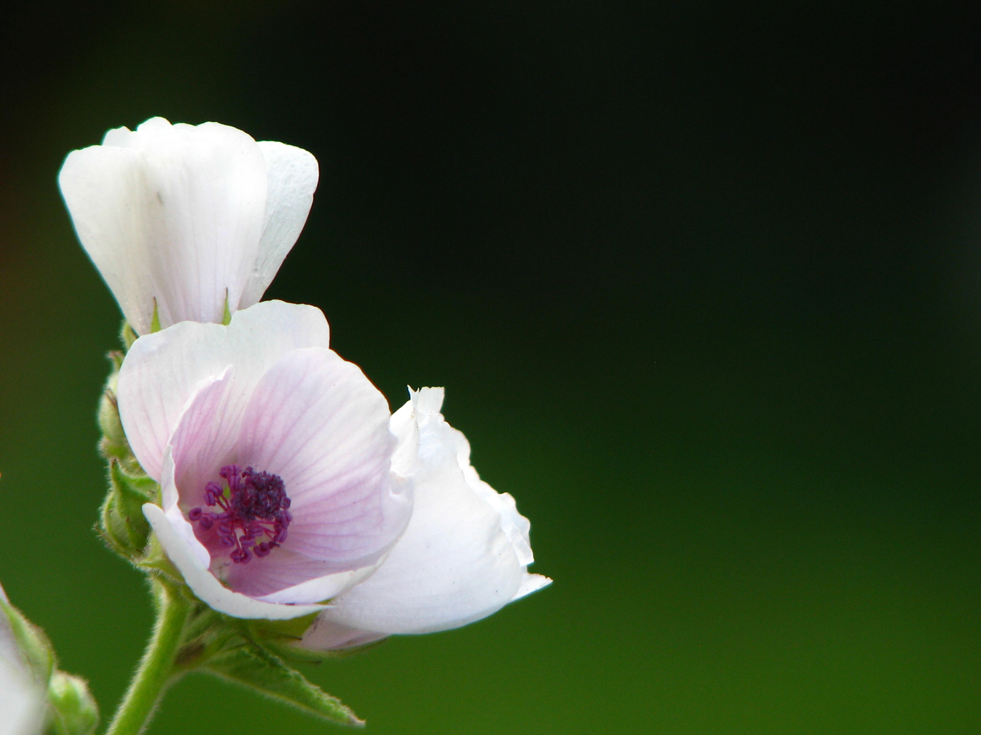 Delicate
