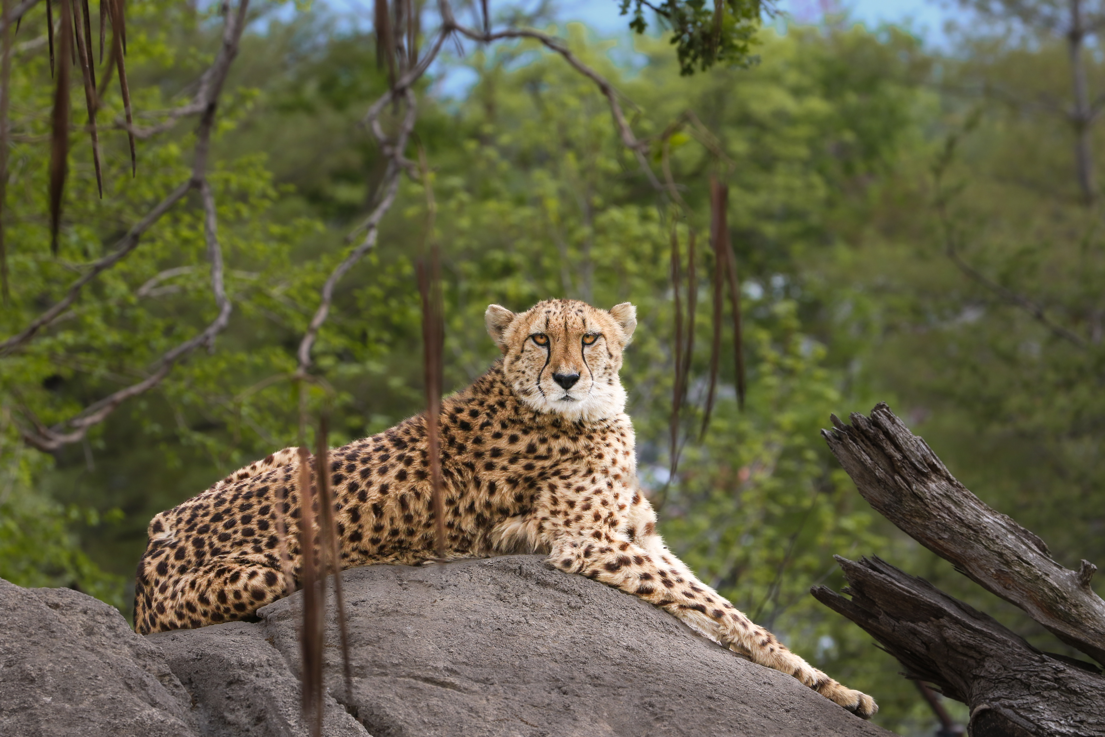 Cheetah in African Grasslands at Omaha's Henry Doorly Zoo & Aquarium 2023 © Madison Carritt